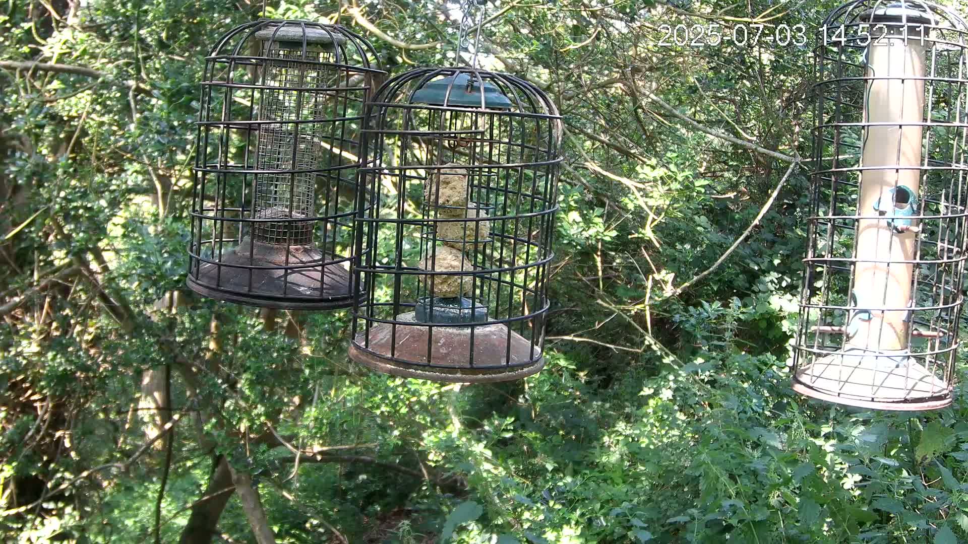 Cornwall, Bird Watching Bird Feeder Live Cam -  Helston, Cornwall, South West, England, United Kingdom