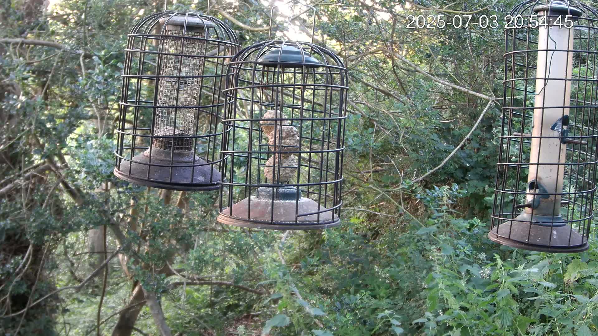 Cornwall, Bird Watching Bird Feeder Live Cam -  Helston, Cornwall, South West, England, United Kingdom