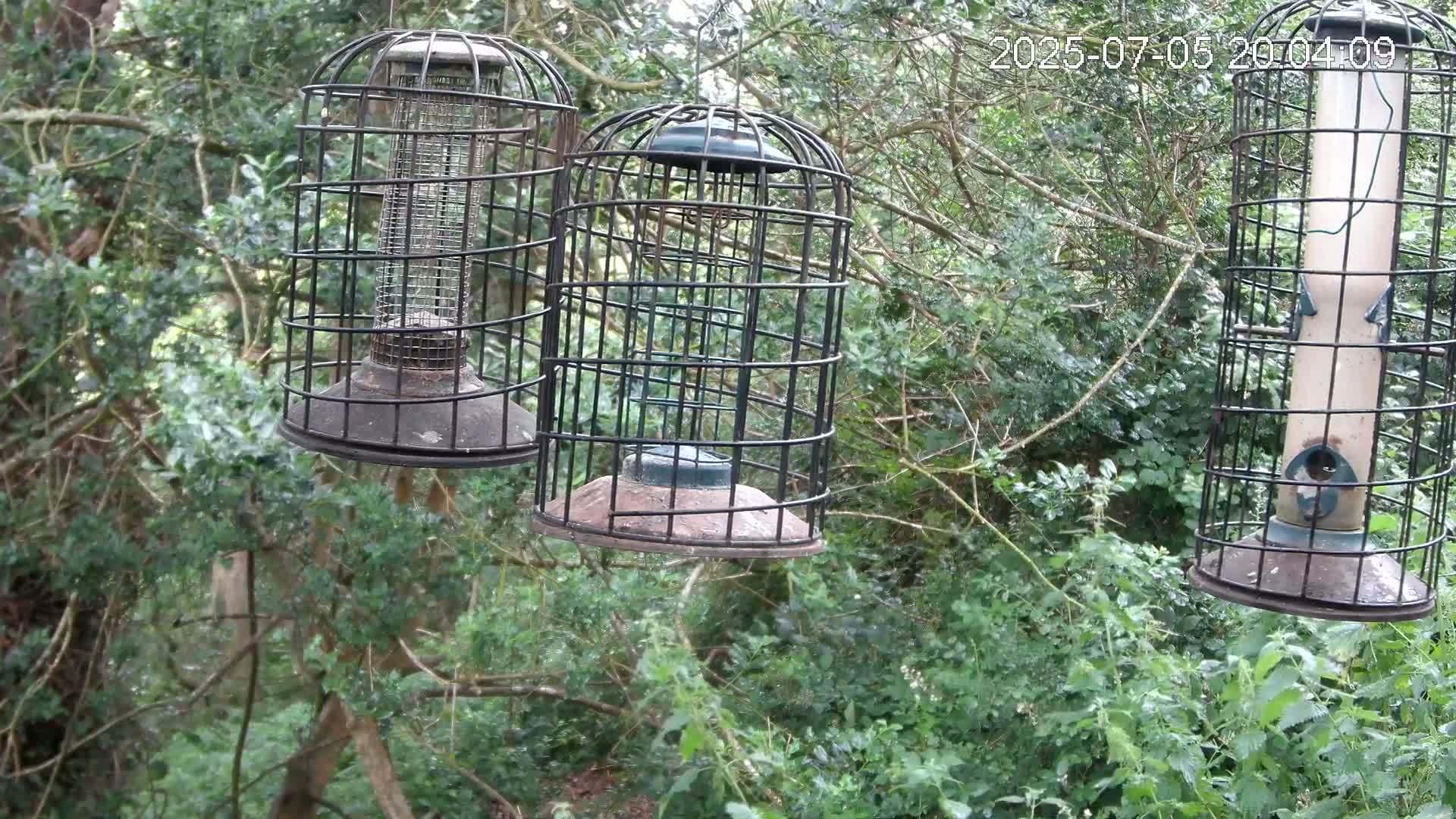 Cornwall, Bird Watching Bird Feeder Live Cam -  Helston, Cornwall, South West, England, United Kingdom