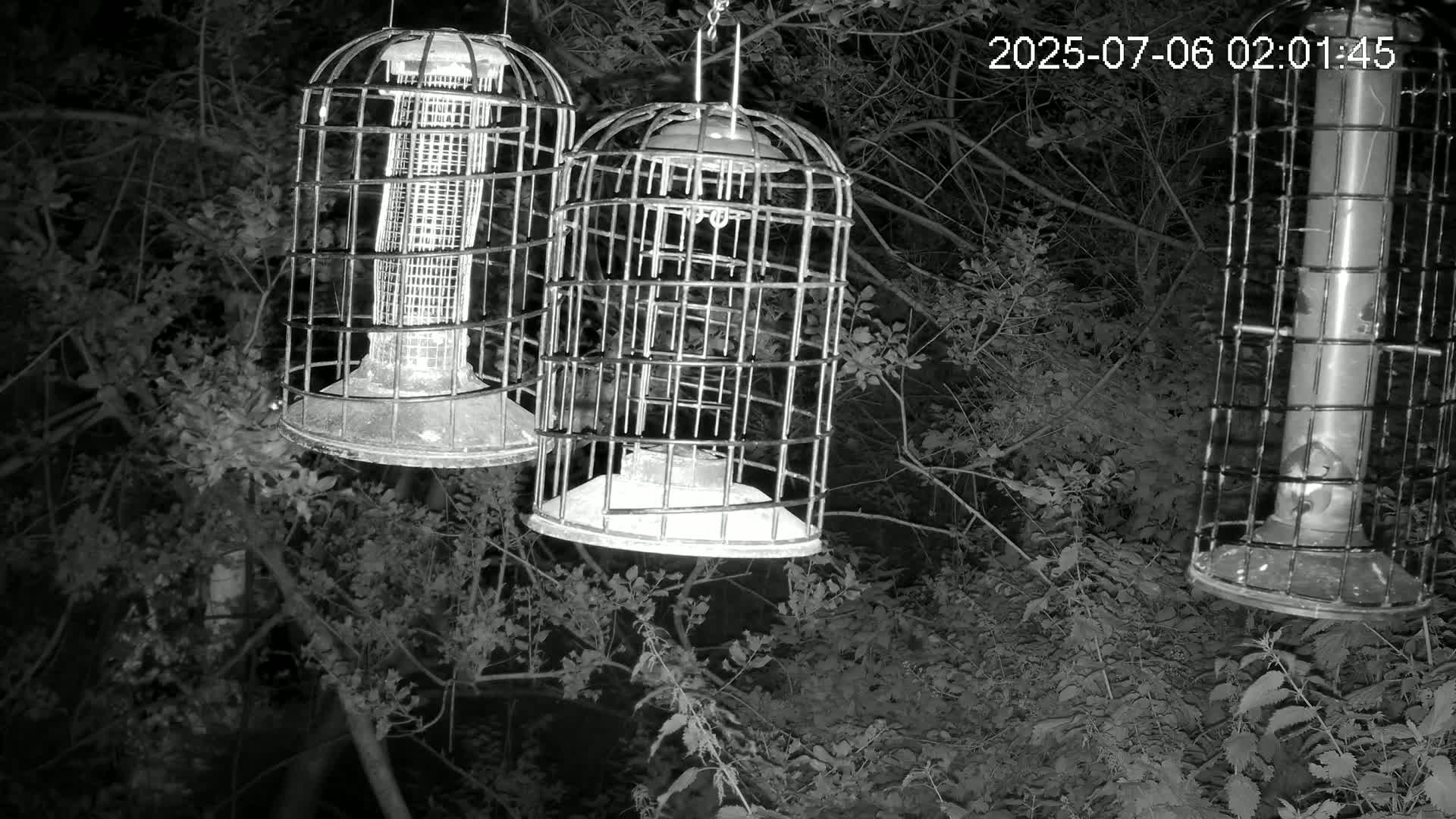 Cornwall, Bird Watching Bird Feeder Live Cam -  Helston, Cornwall, South West, England, United Kingdom