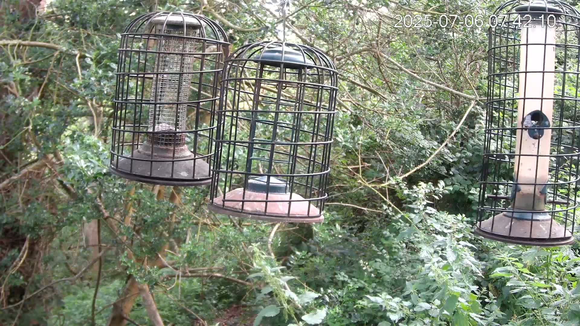 Cornwall, Bird Watching Bird Feeder Live Cam -  Helston, Cornwall, South West, England, United Kingdom