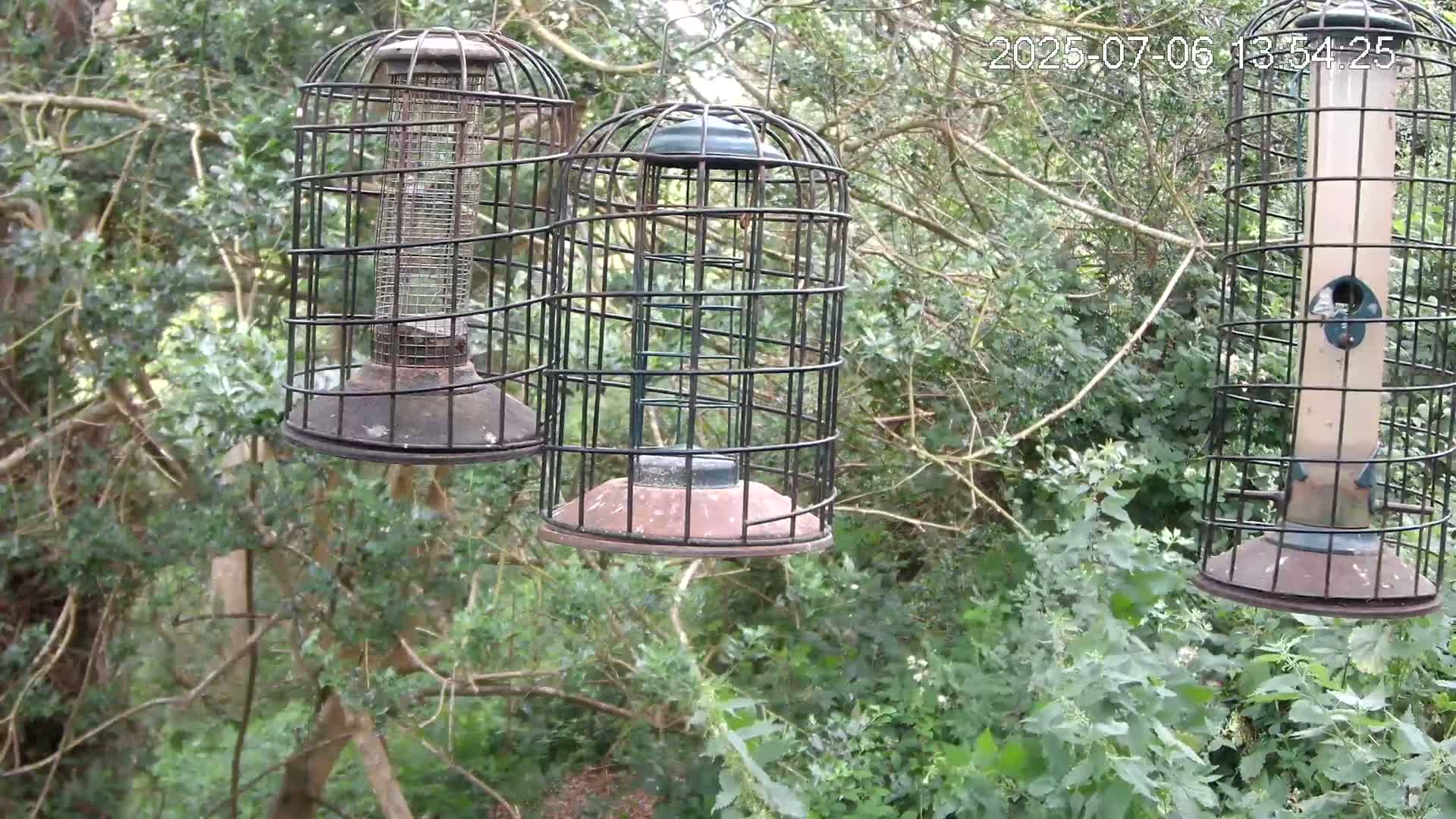 Cornwall, Bird Watching Bird Feeder Live Cam -  Helston, Cornwall, South West, England, United Kingdom