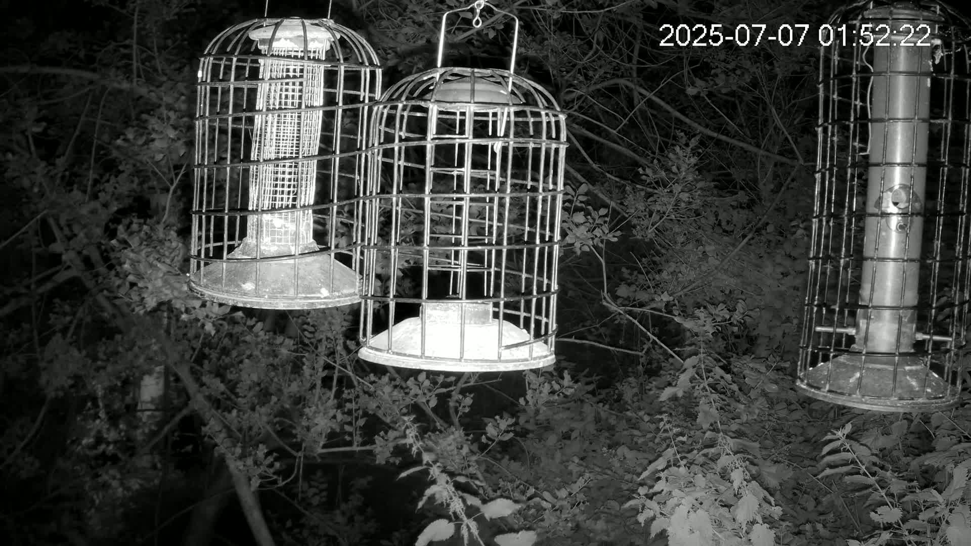 Cornwall, Bird Watching Bird Feeder Live Cam -  Helston, Cornwall, South West, England, United Kingdom