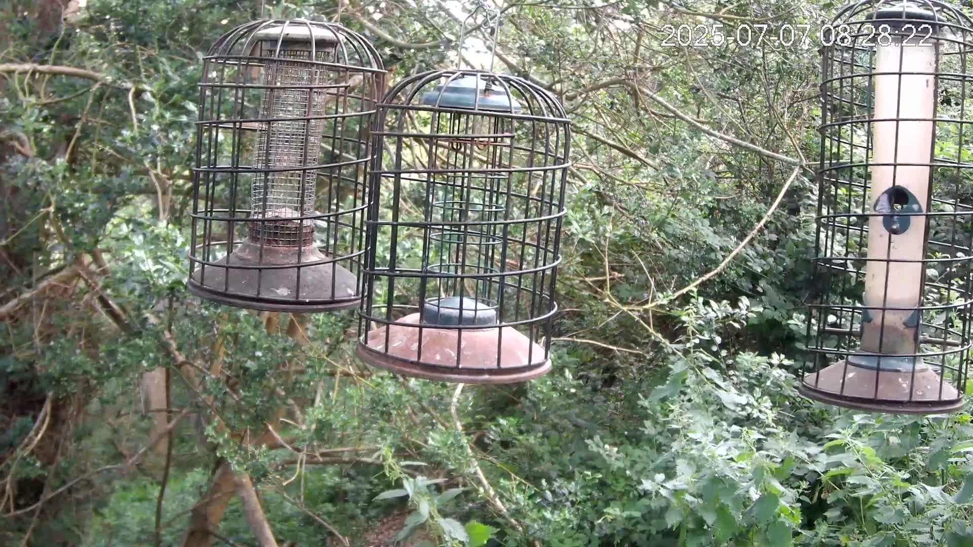 Three caged bird feeders hang from branches in a lush green wooded area.