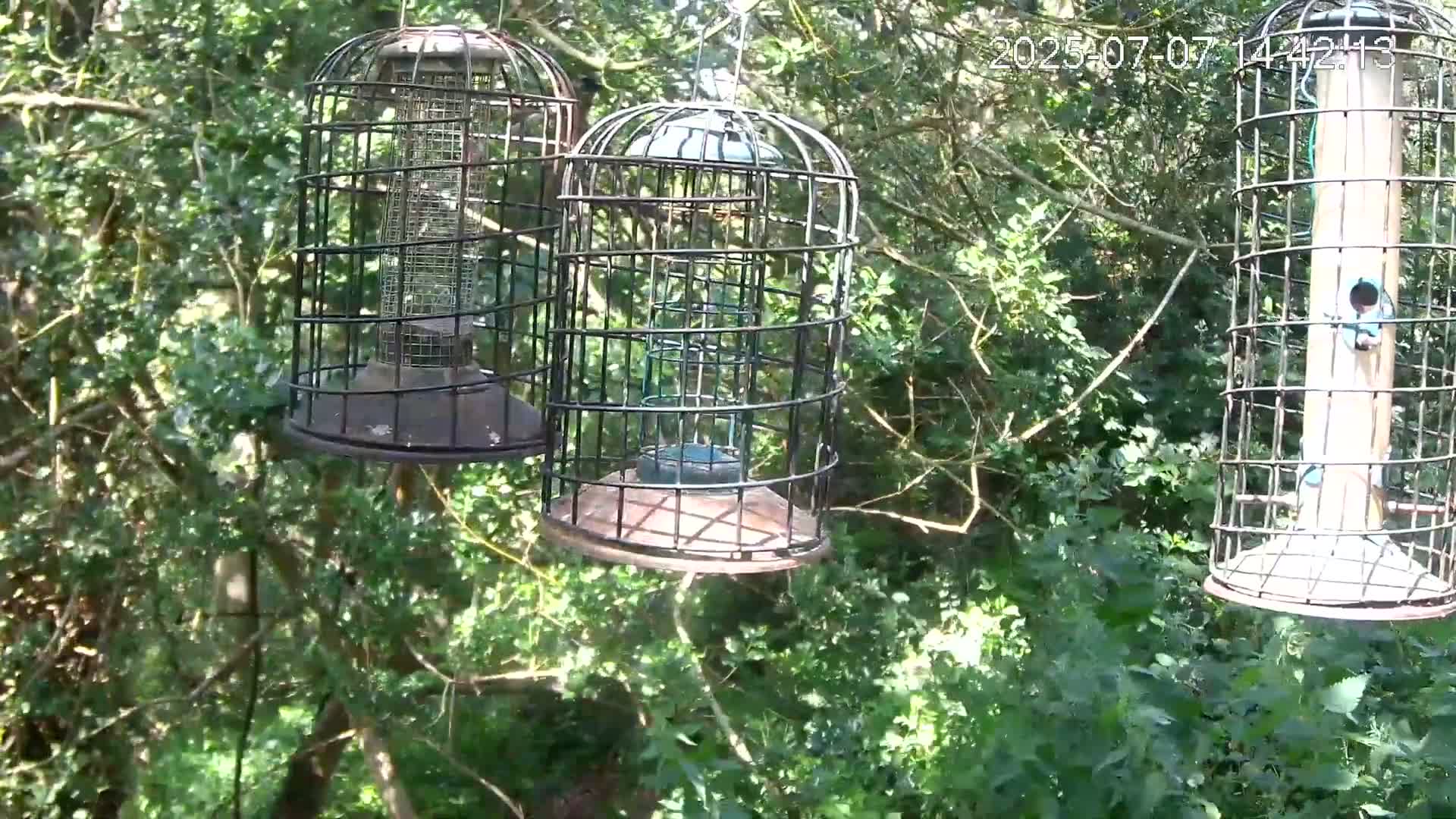 Cornwall, Bird Watching Bird Feeder Live Cam -  Helston, Cornwall, South West, England, United Kingdom