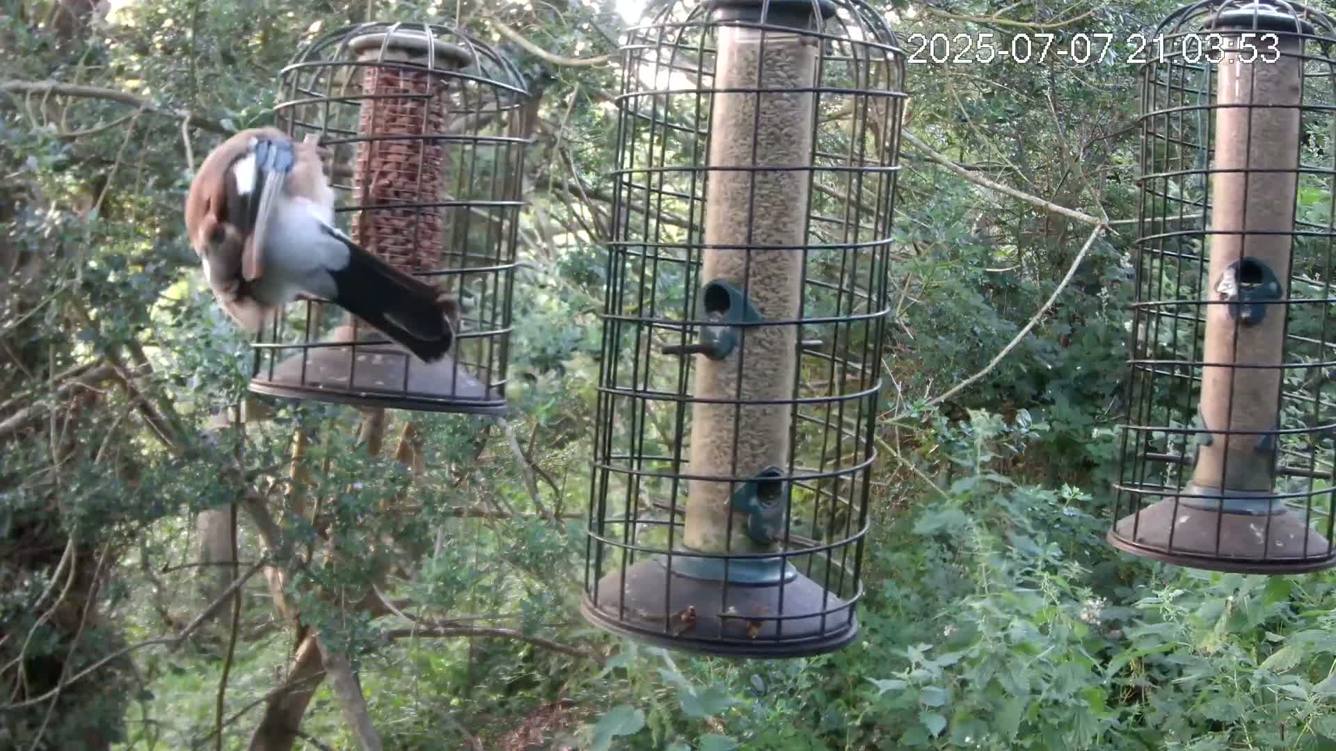 Cornwall, Bird Watching Bird Feeder Live Cam -  Helston, Cornwall, South West, England, United Kingdom