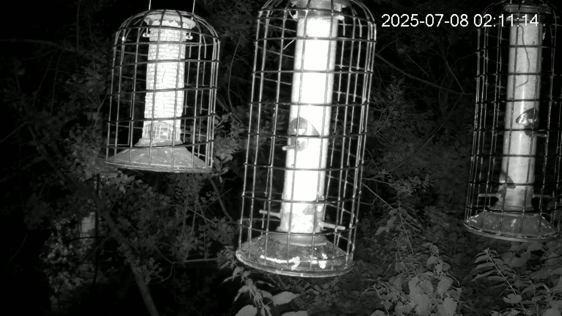 Cornwall, Bird Watching Bird Feeder Live Cam -  Helston, Cornwall, South West, England, United Kingdom