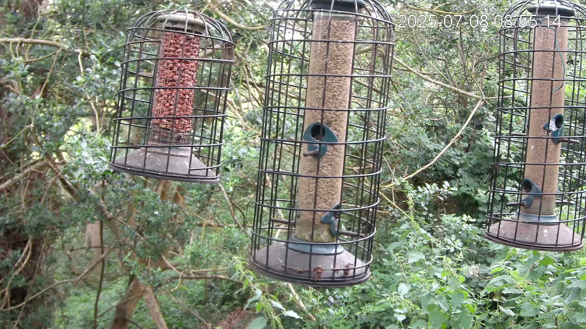 Three caged bird feeders hang from branches in a lush green wooded area.