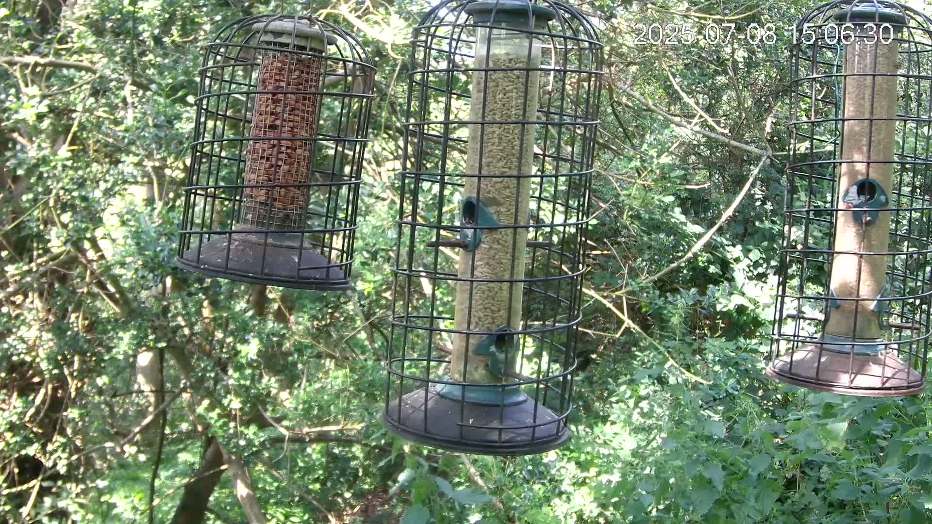 Cornwall, Bird Watching Bird Feeder Live Cam -  Helston, Cornwall, South West, England, United Kingdom
