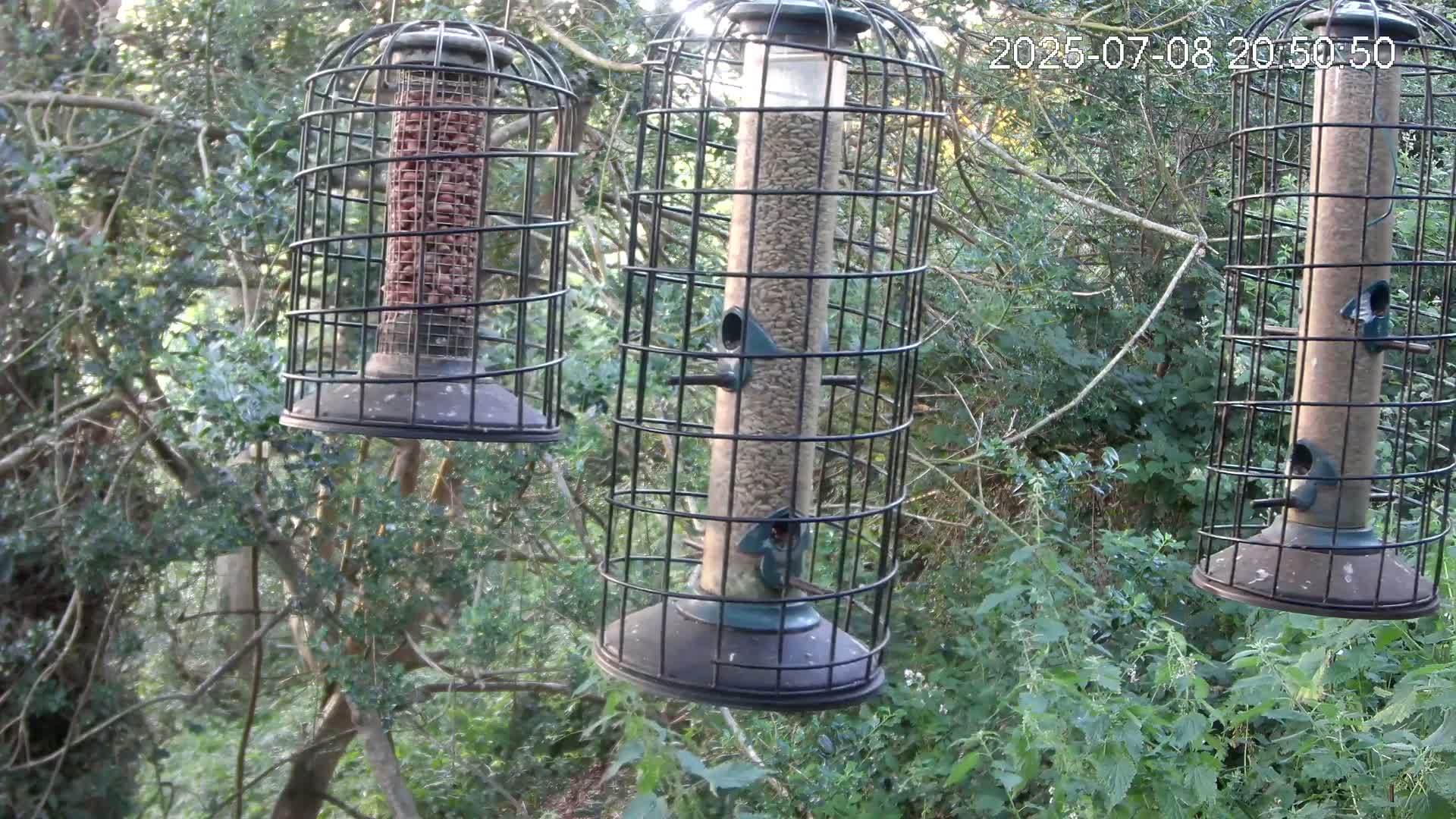 Cornwall, Bird Watching Bird Feeder Live Cam -  Helston, Cornwall, South West, England, United Kingdom