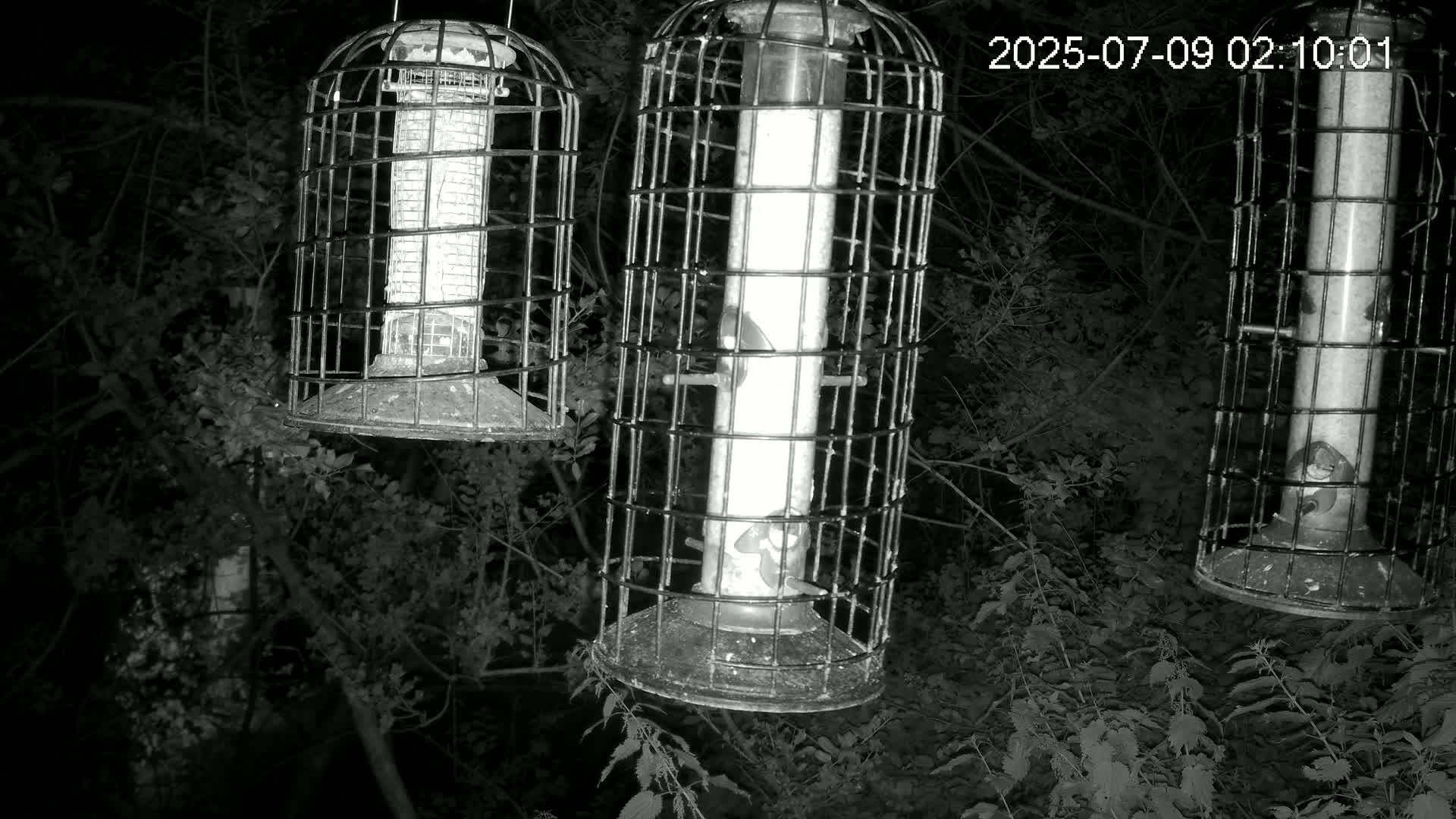 Cornwall, Bird Watching Bird Feeder Live Cam -  Helston, Cornwall, South West, England, United Kingdom