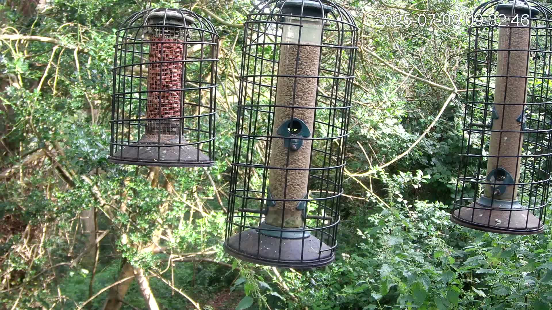 Cornwall, Bird Watching Bird Feeder Live Cam -  Helston, Cornwall, South West, England, United Kingdom