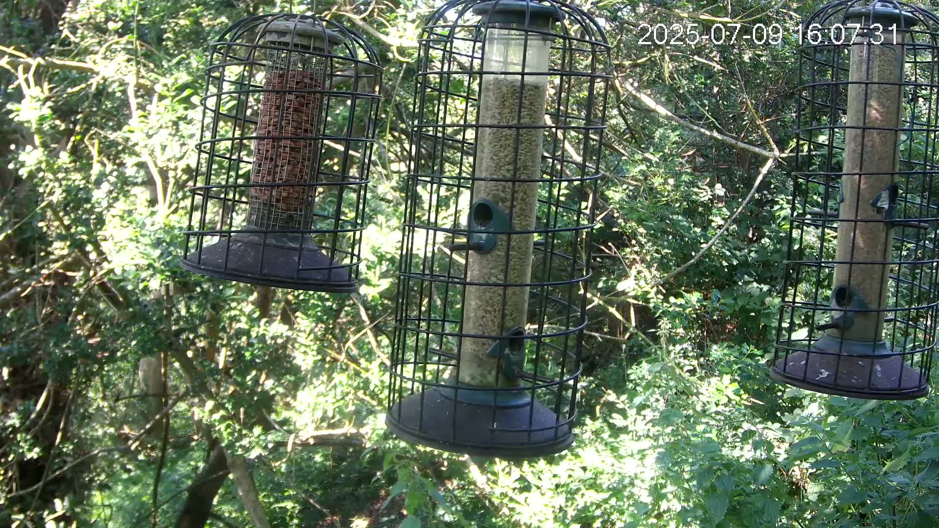 Cornwall, Bird Watching Bird Feeder Live Cam -  Helston, Cornwall, South West, England, United Kingdom