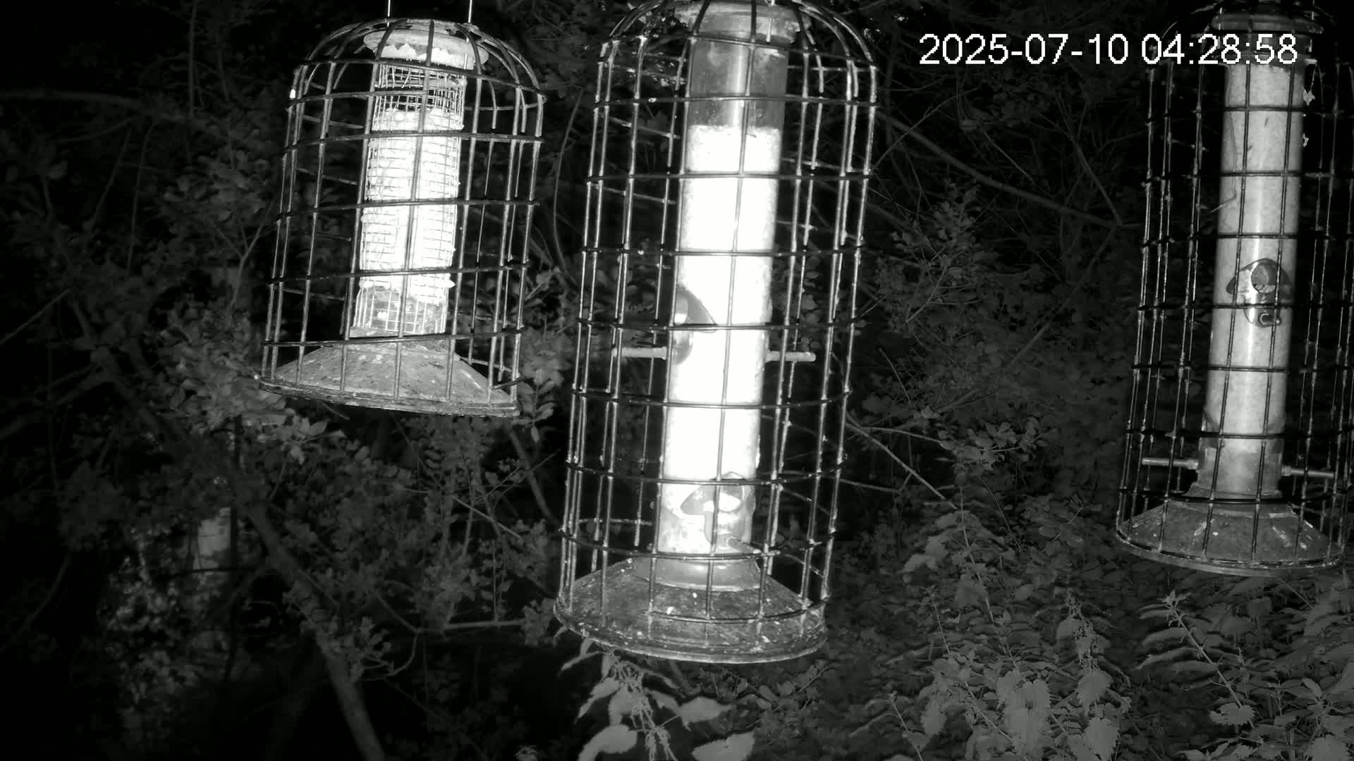Cornwall, Bird Watching Bird Feeder Live Cam -  Helston, Cornwall, South West, England, United Kingdom