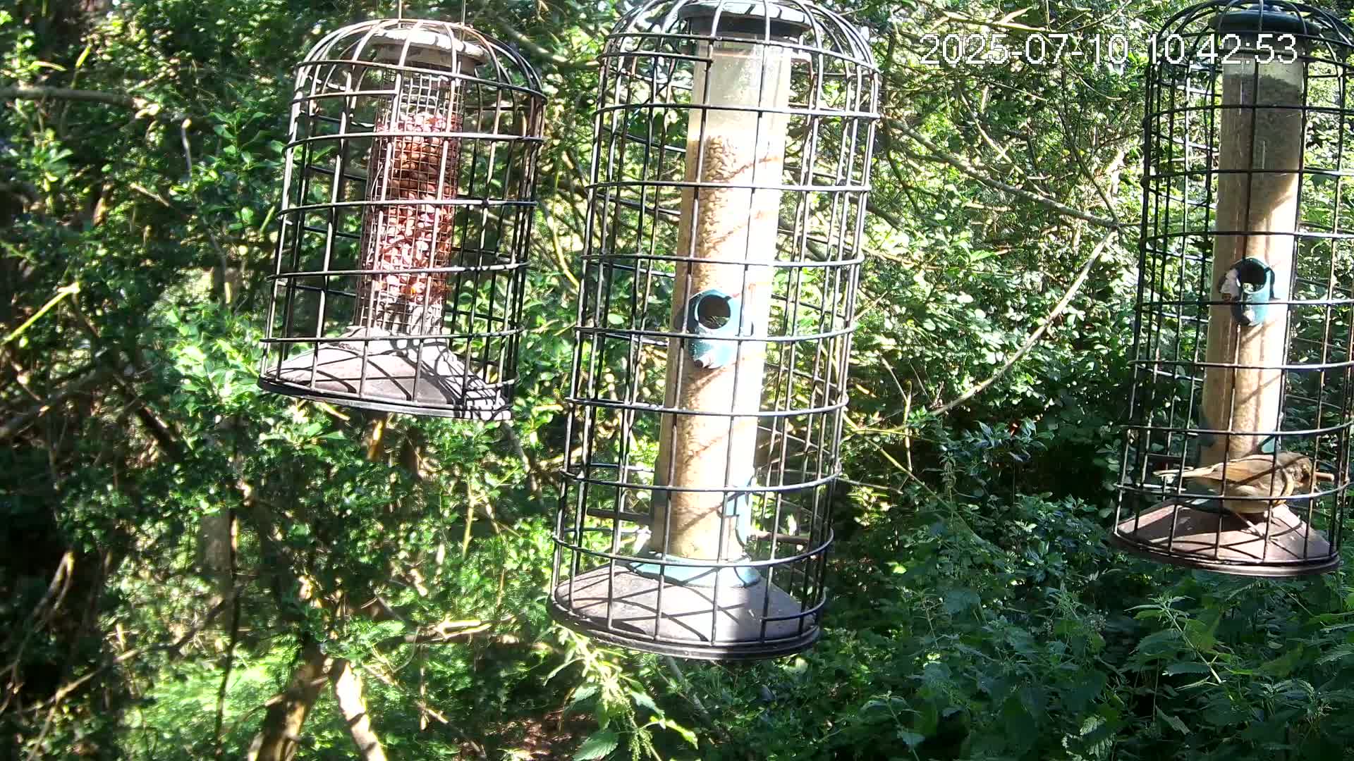 Cornwall, Bird Watching Bird Feeder Live Cam -  Helston, Cornwall, South West, England, United Kingdom
