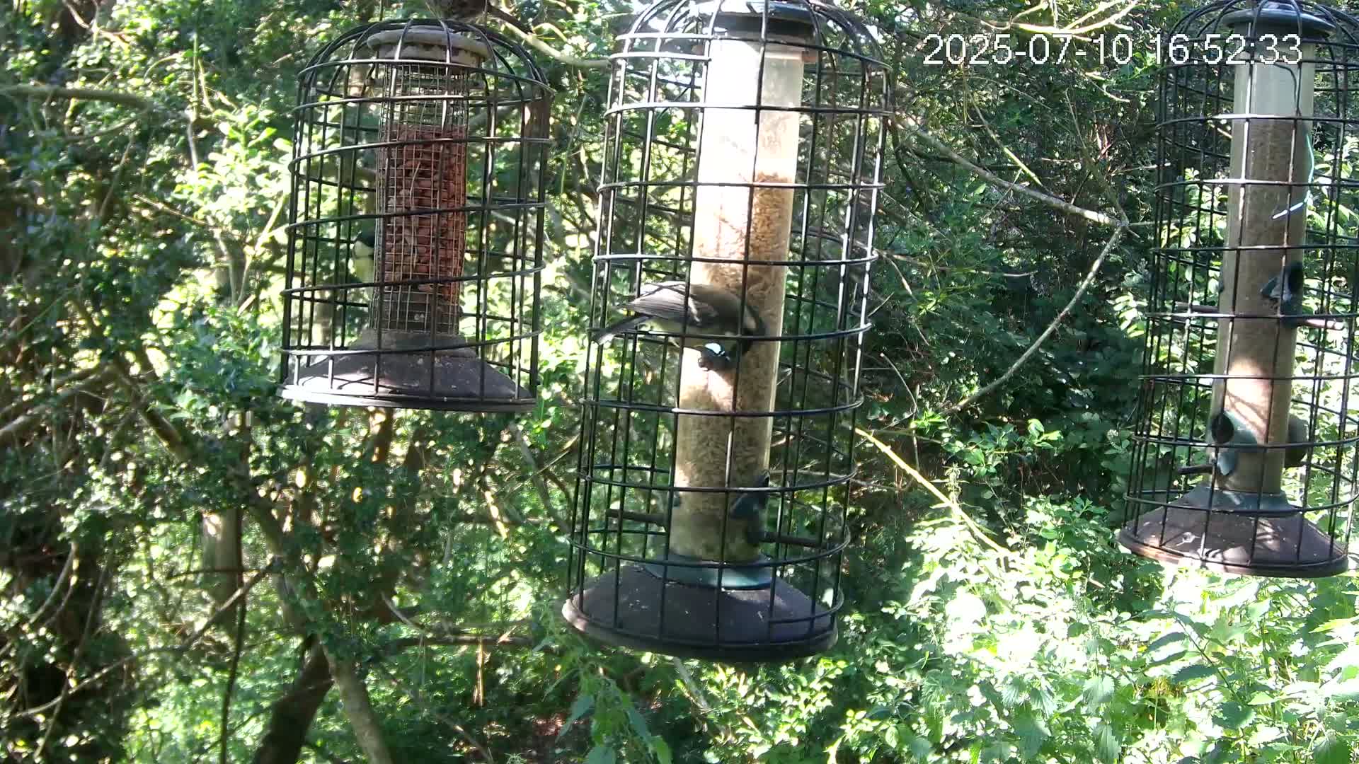 Cornwall, Bird Watching Bird Feeder Live Cam -  Helston, Cornwall, South West, England, United Kingdom