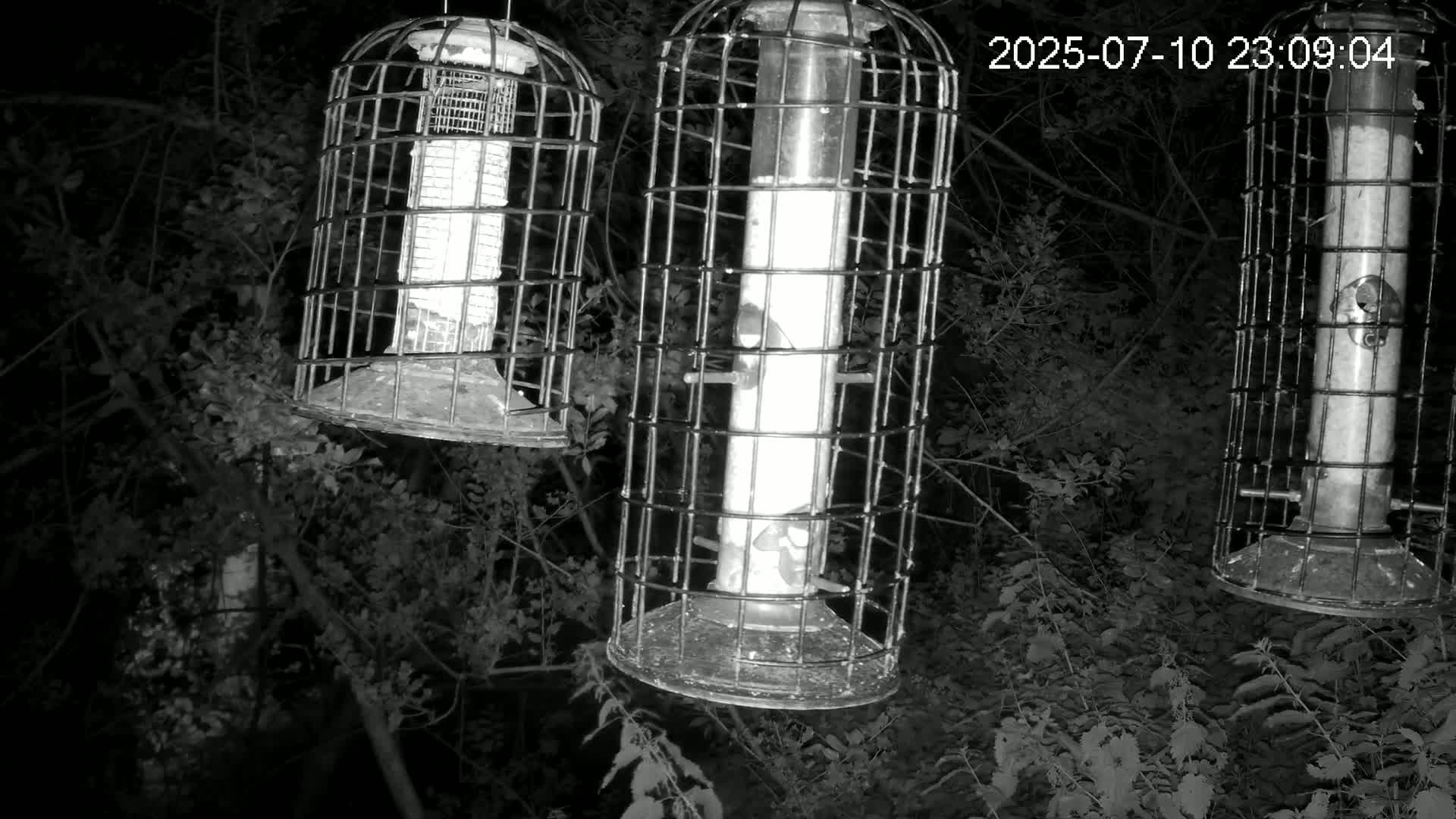 Cornwall, Bird Watching Bird Feeder Live Cam -  Helston, Cornwall, South West, England, United Kingdom