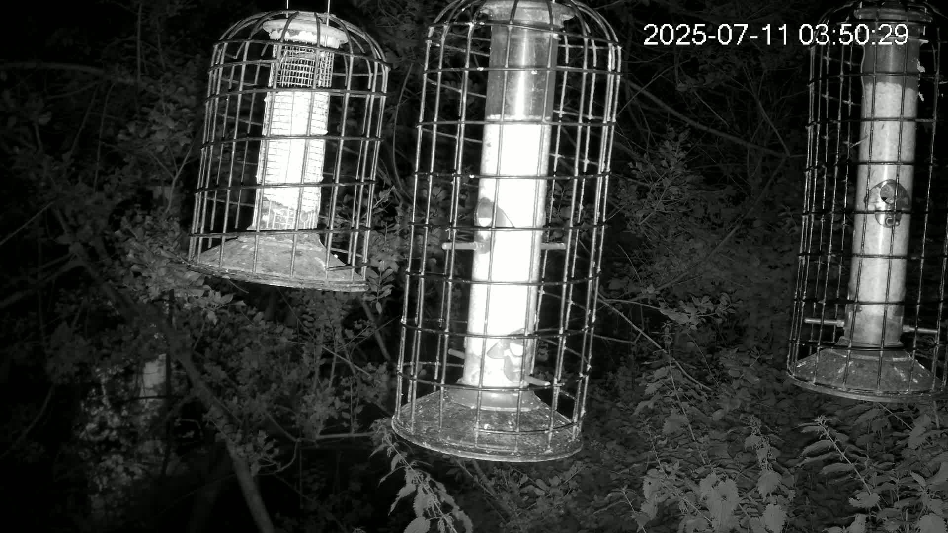 Cornwall, Bird Watching Bird Feeder Live Cam -  Helston, Cornwall, South West, England, United Kingdom