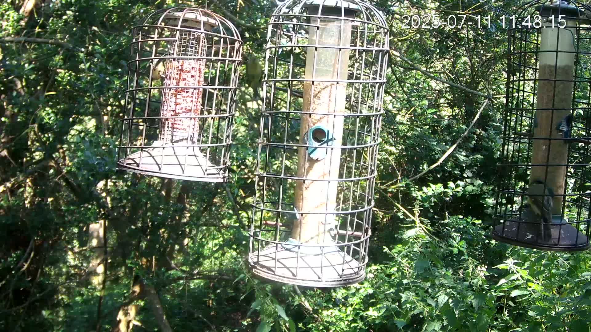 Cornwall, Bird Watching Bird Feeder Live Cam -  Helston, Cornwall, South West, England, United Kingdom