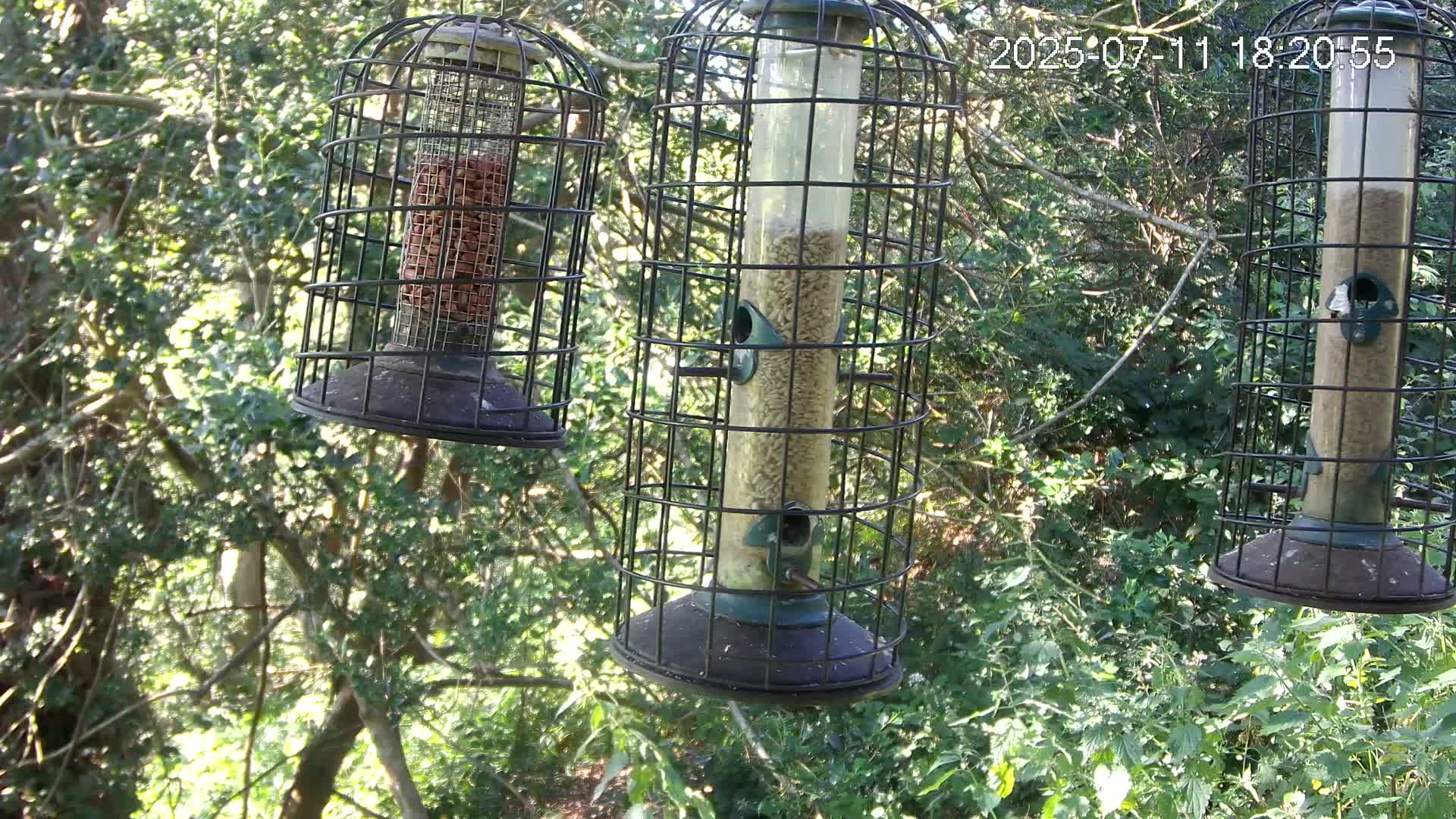 Cornwall, Bird Watching Bird Feeder Live Cam -  Helston, Cornwall, South West, England, United Kingdom
