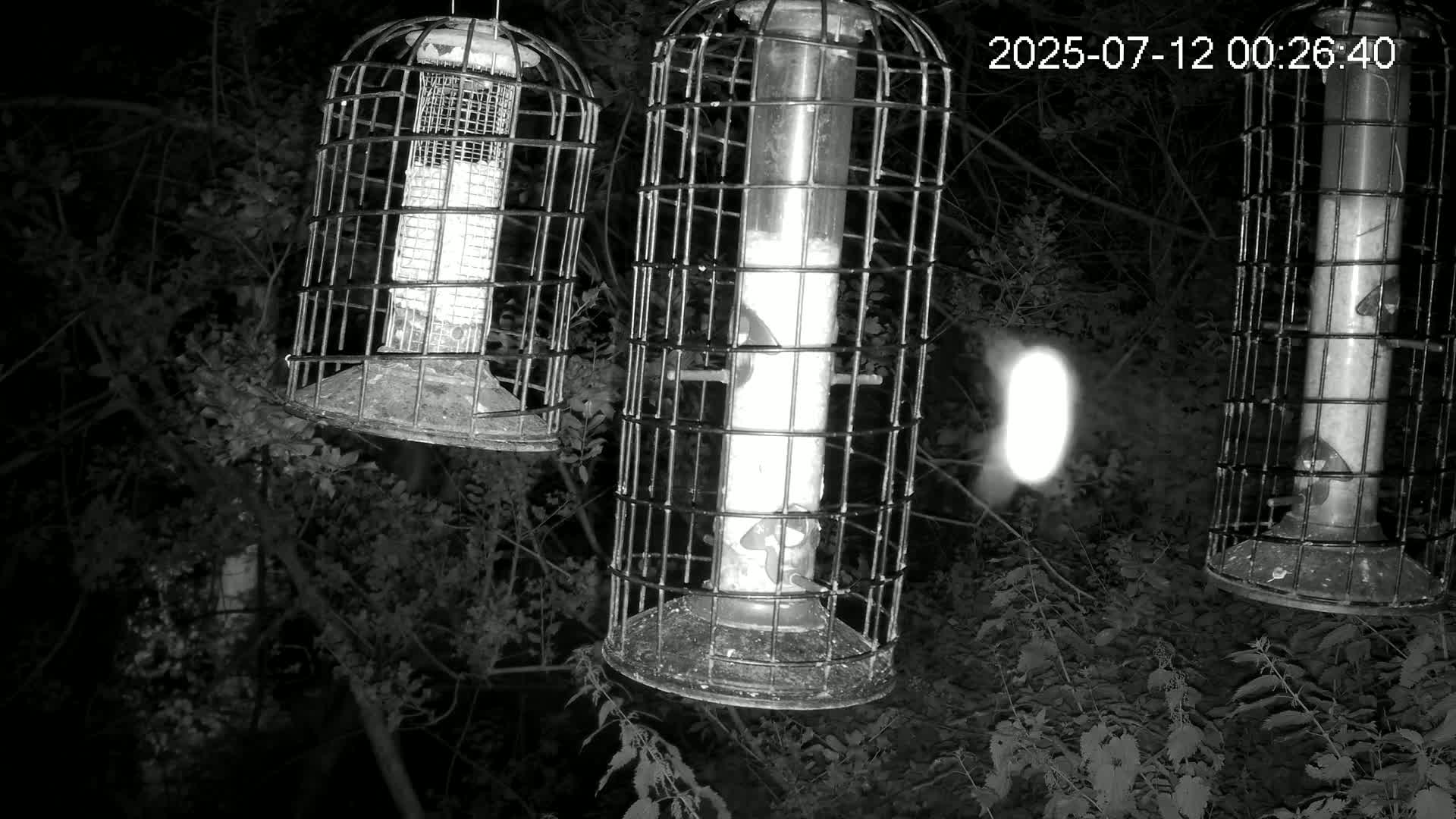 Cornwall, Bird Watching Bird Feeder Live Cam -  Helston, Cornwall, South West, England, United Kingdom