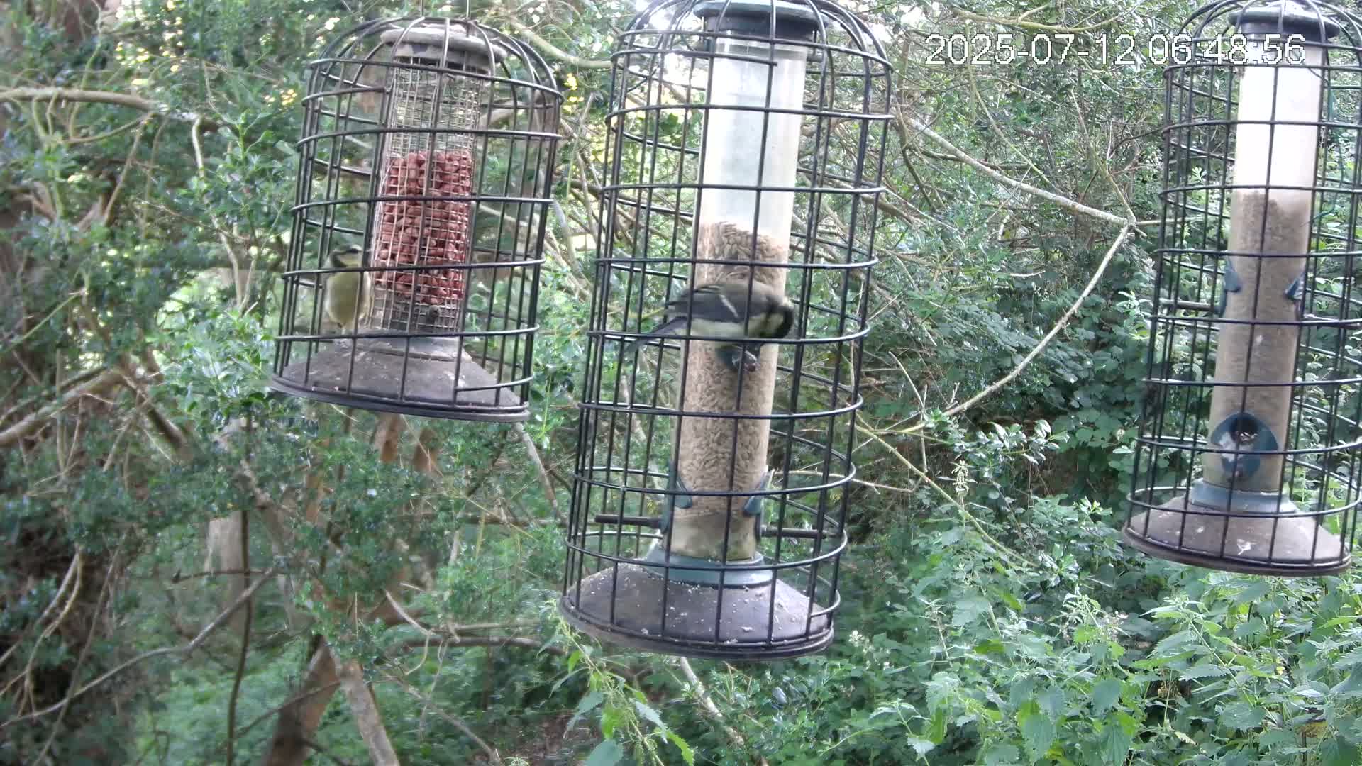 Cornwall, Bird Watching Bird Feeder Live Cam -  Helston, Cornwall, South West, England, United Kingdom