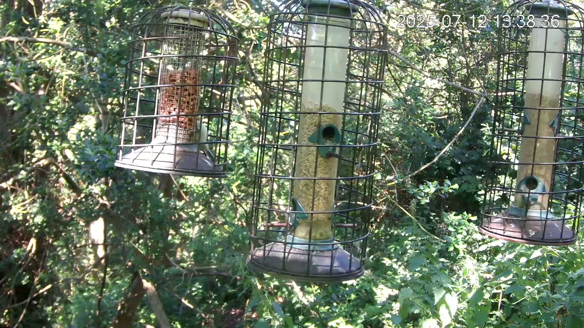 Cornwall, Bird Watching Bird Feeder Live Cam -  Helston, Cornwall, South West, England, United Kingdom
