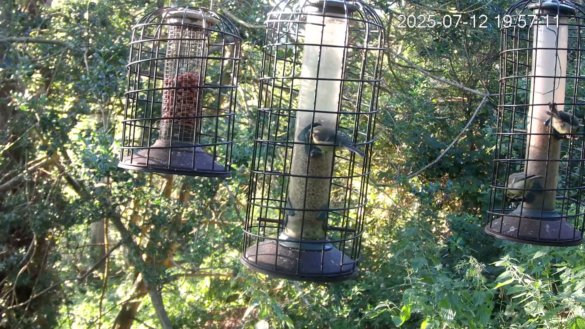 Cornwall, Bird Watching Bird Feeder Live Cam -  Helston, Cornwall, South West, England, United Kingdom