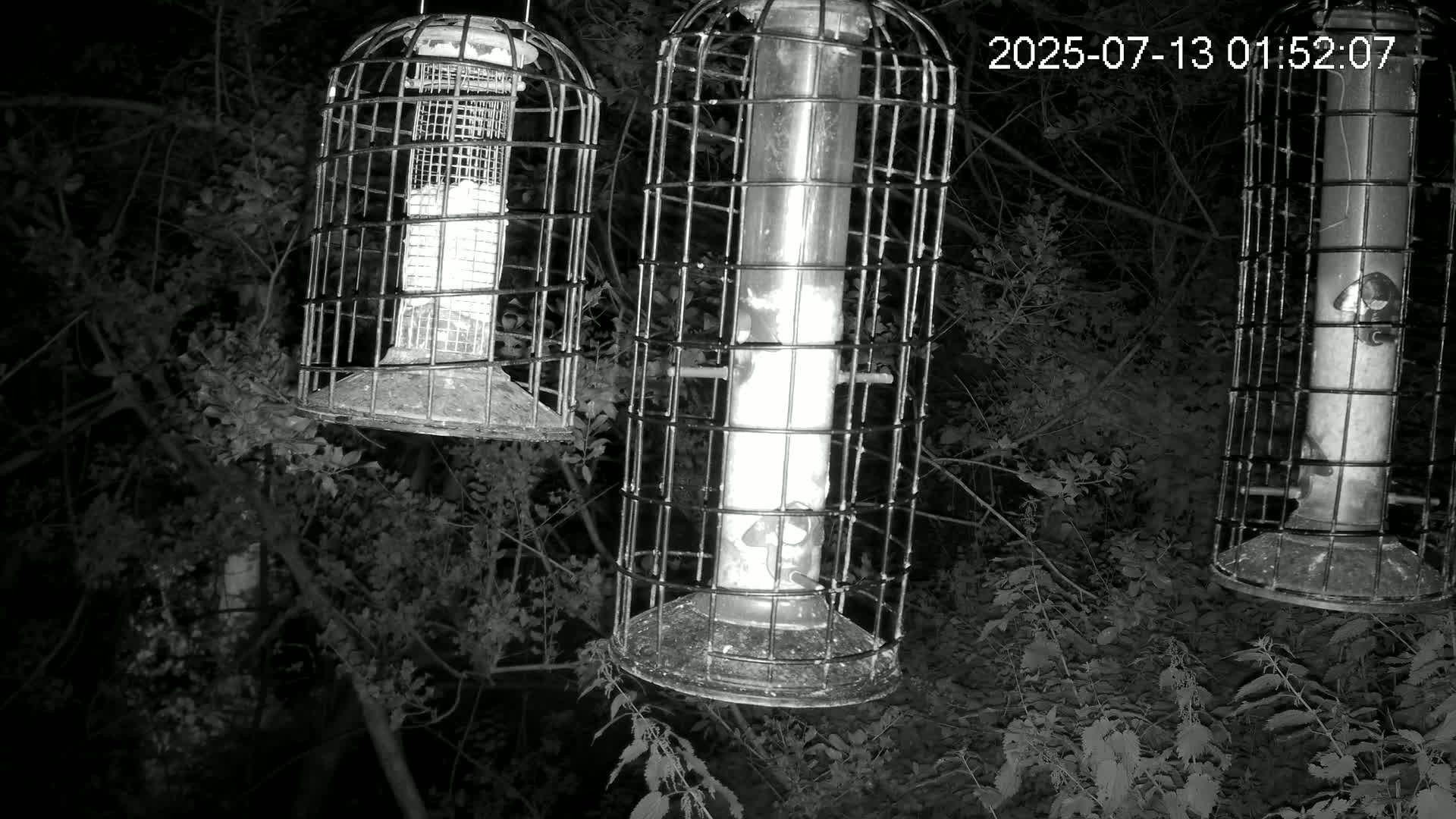 Cornwall, Bird Watching Bird Feeder Live Cam -  Helston, Cornwall, South West, England, United Kingdom