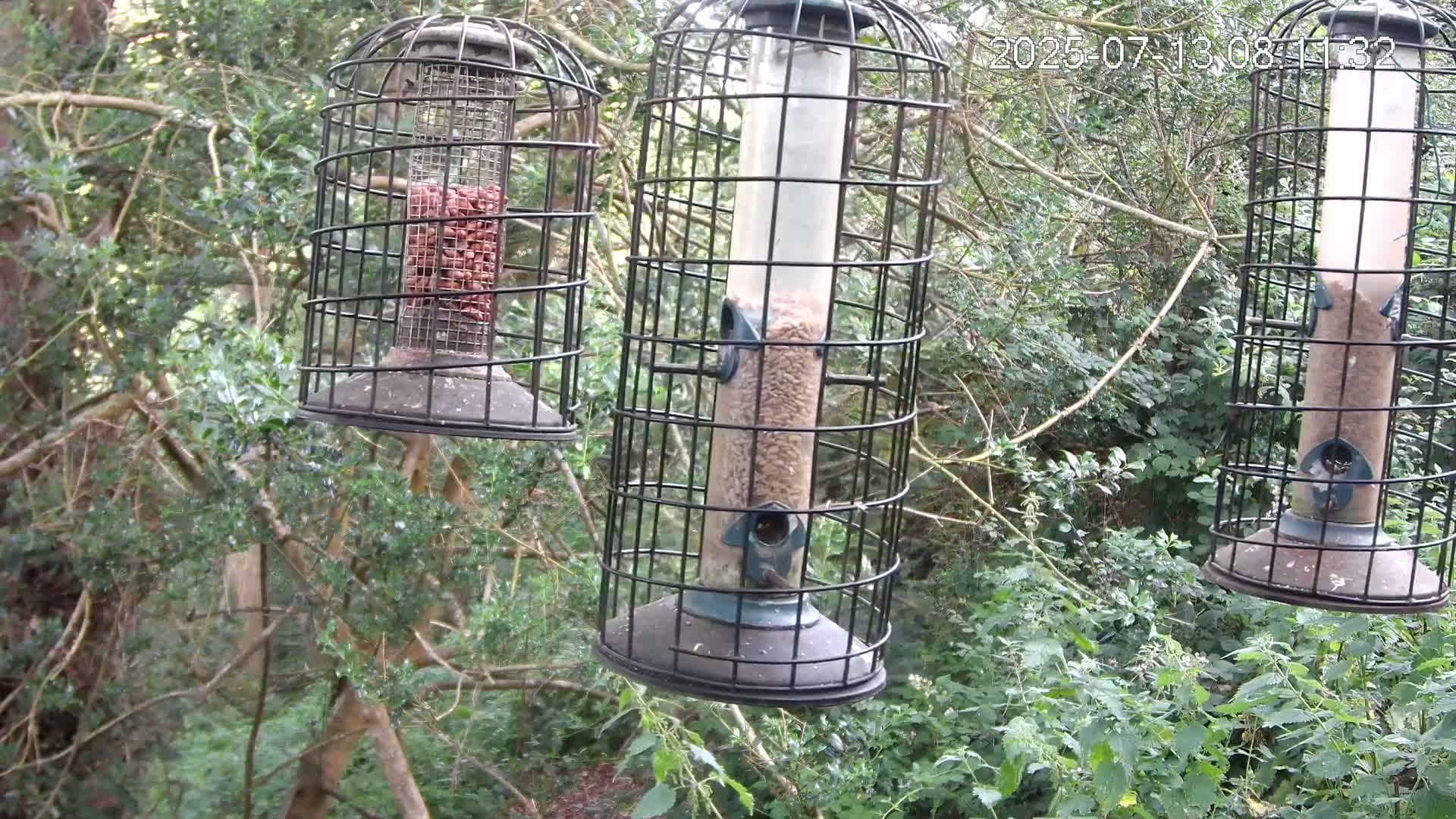 Three caged bird feeders hang from branches in a lush green wooded area.