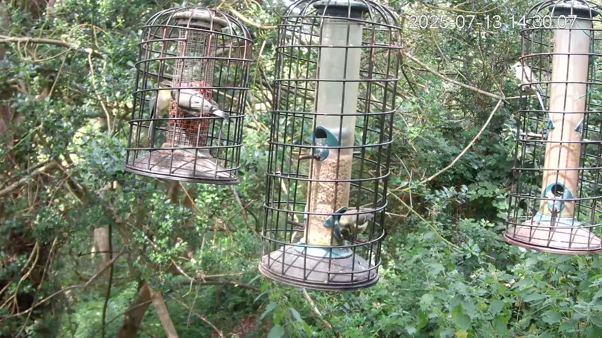 Cornwall, Bird Watching Bird Feeder Live Cam -  Helston, Cornwall, South West, England, United Kingdom