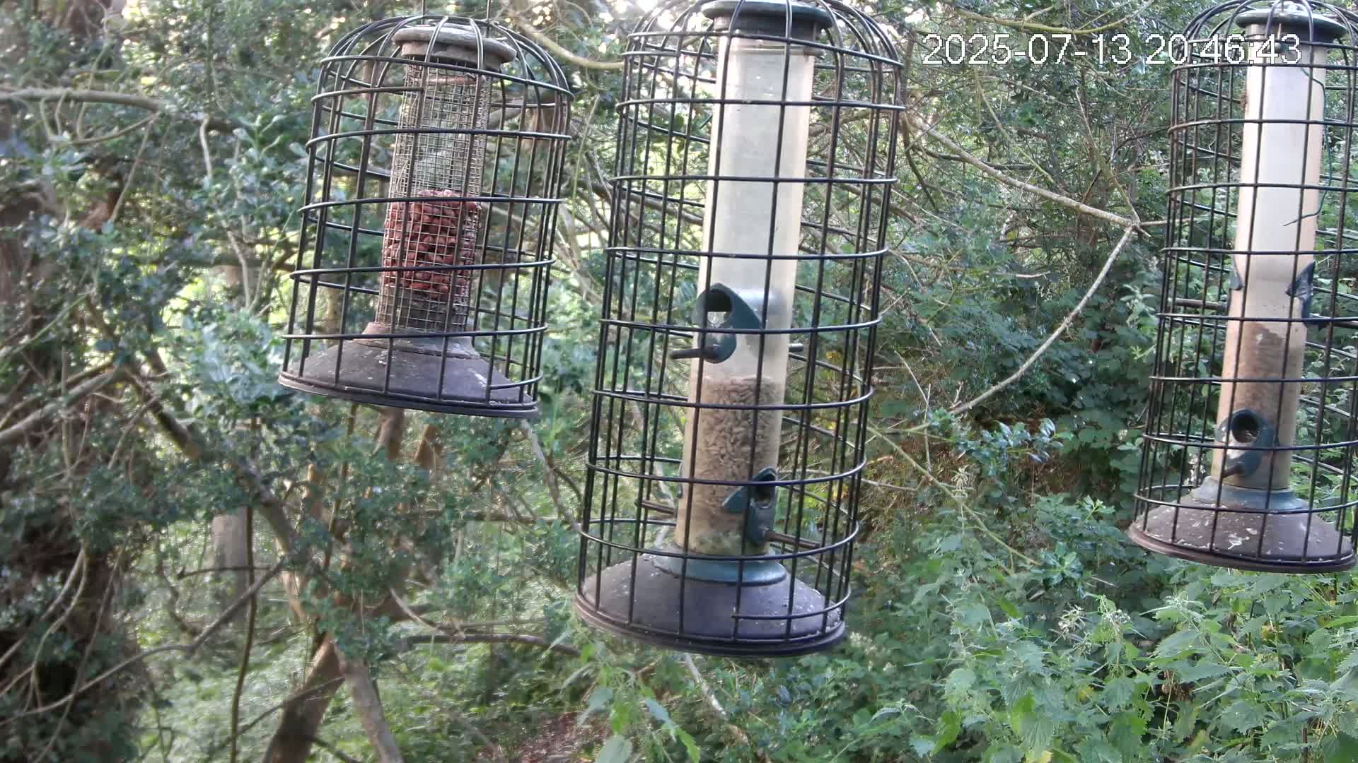 Cornwall, Bird Watching Bird Feeder Live Cam -  Helston, Cornwall, South West, England, United Kingdom