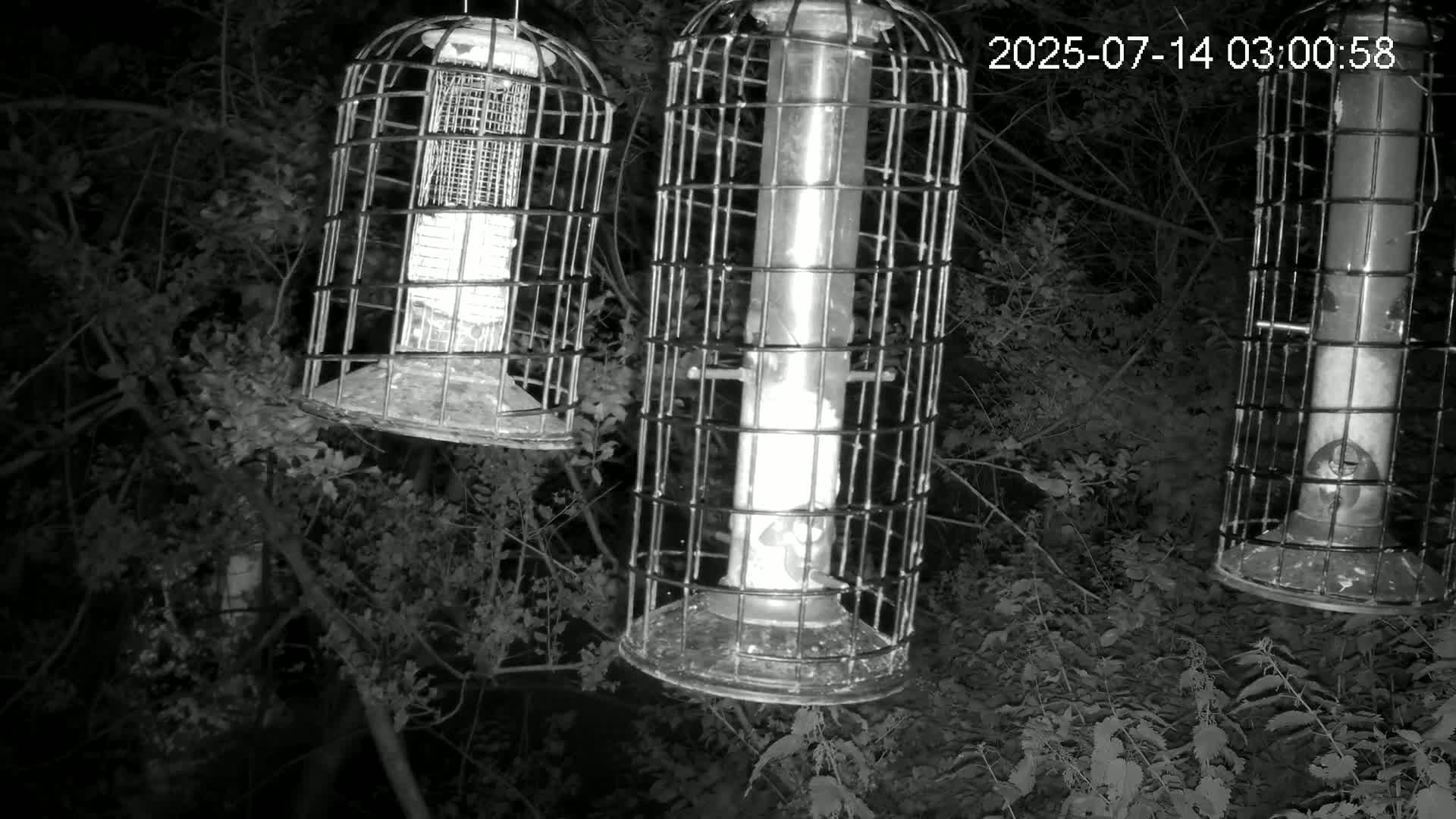 Cornwall, Bird Watching Bird Feeder Live Cam -  Helston, Cornwall, South West, England, United Kingdom