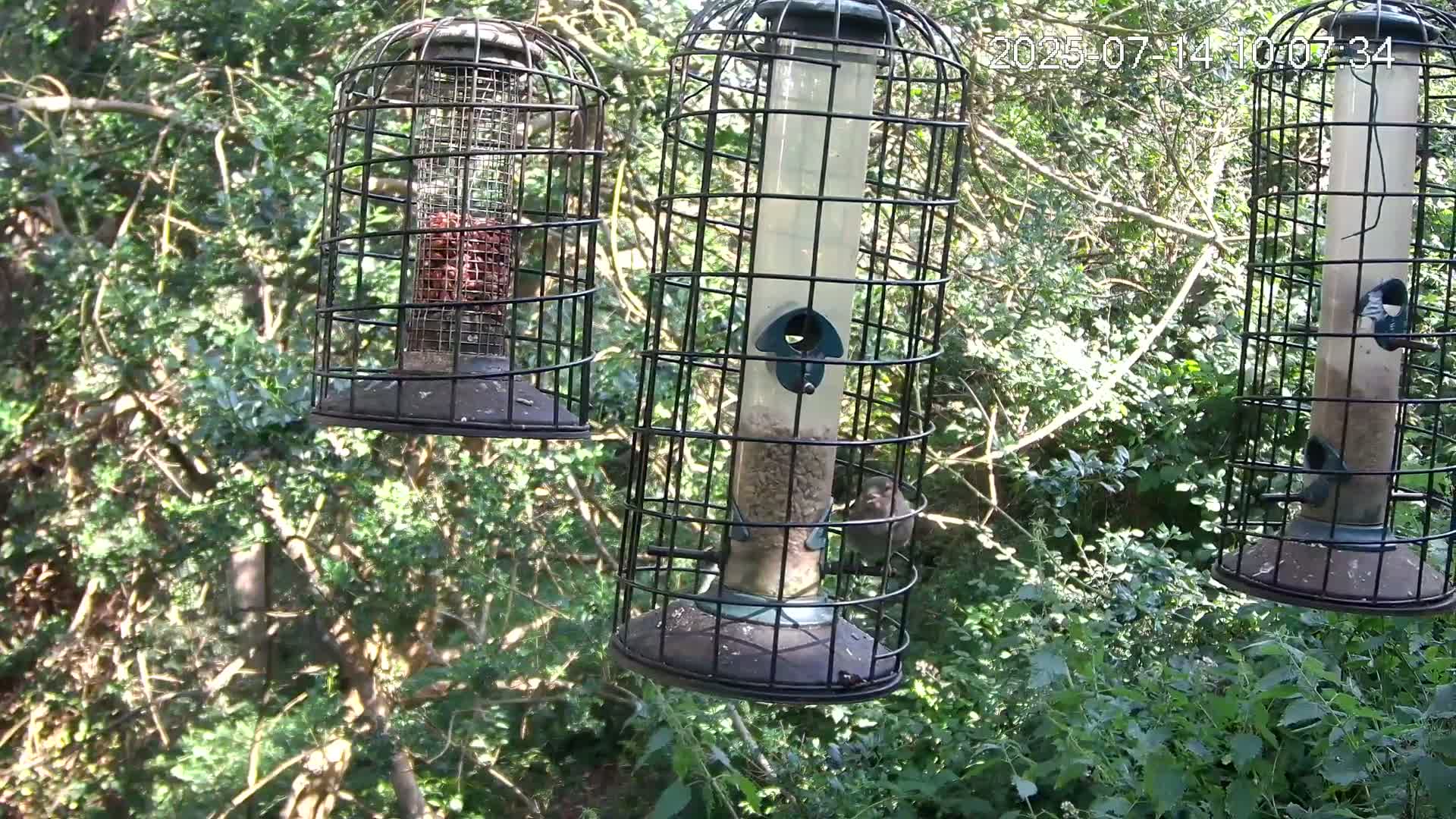 Cornwall, Bird Watching Bird Feeder Live Cam -  Helston, Cornwall, South West, England, United Kingdom