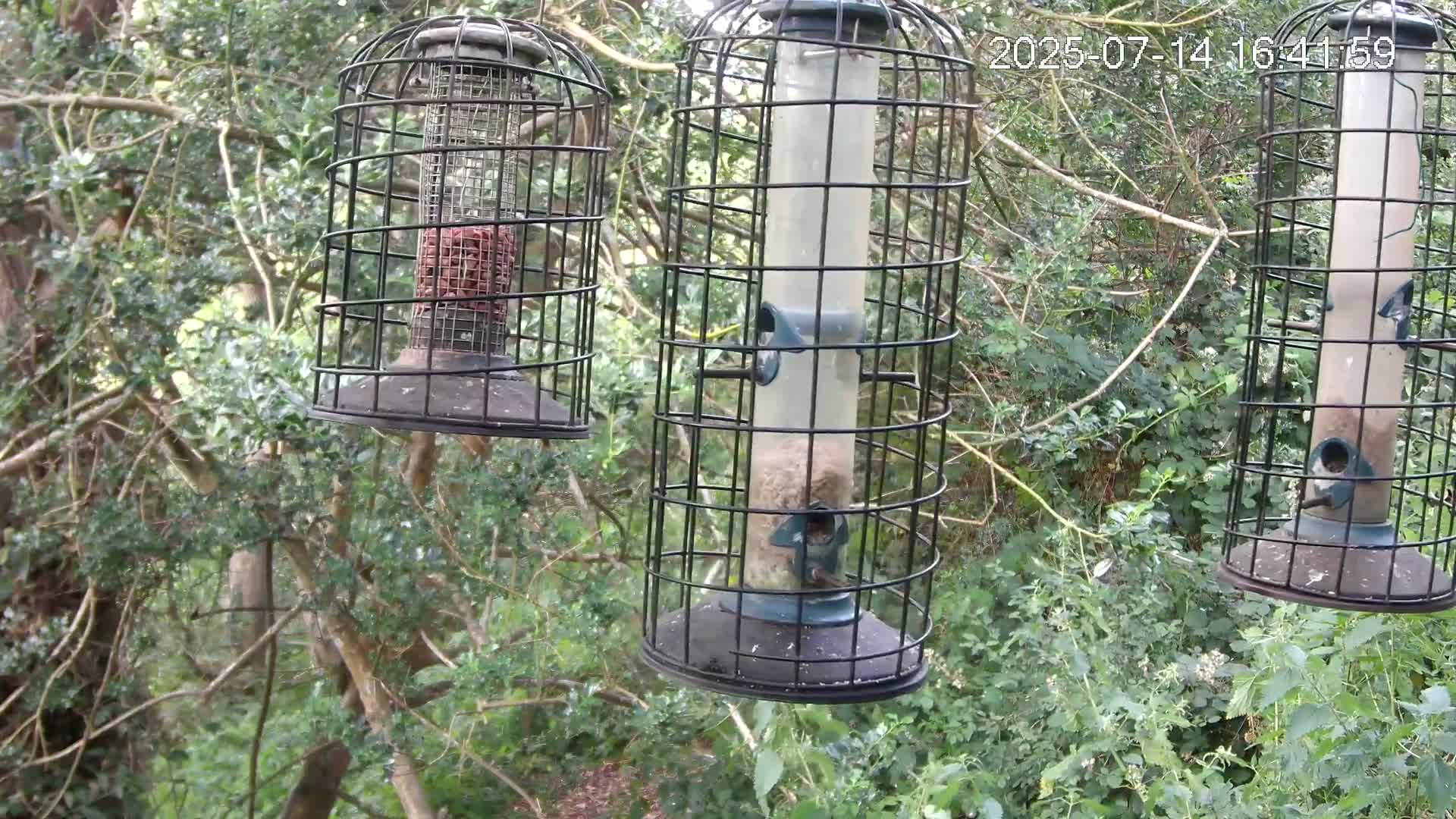Cornwall, Bird Watching Bird Feeder Live Cam -  Helston, Cornwall, South West, England, United Kingdom