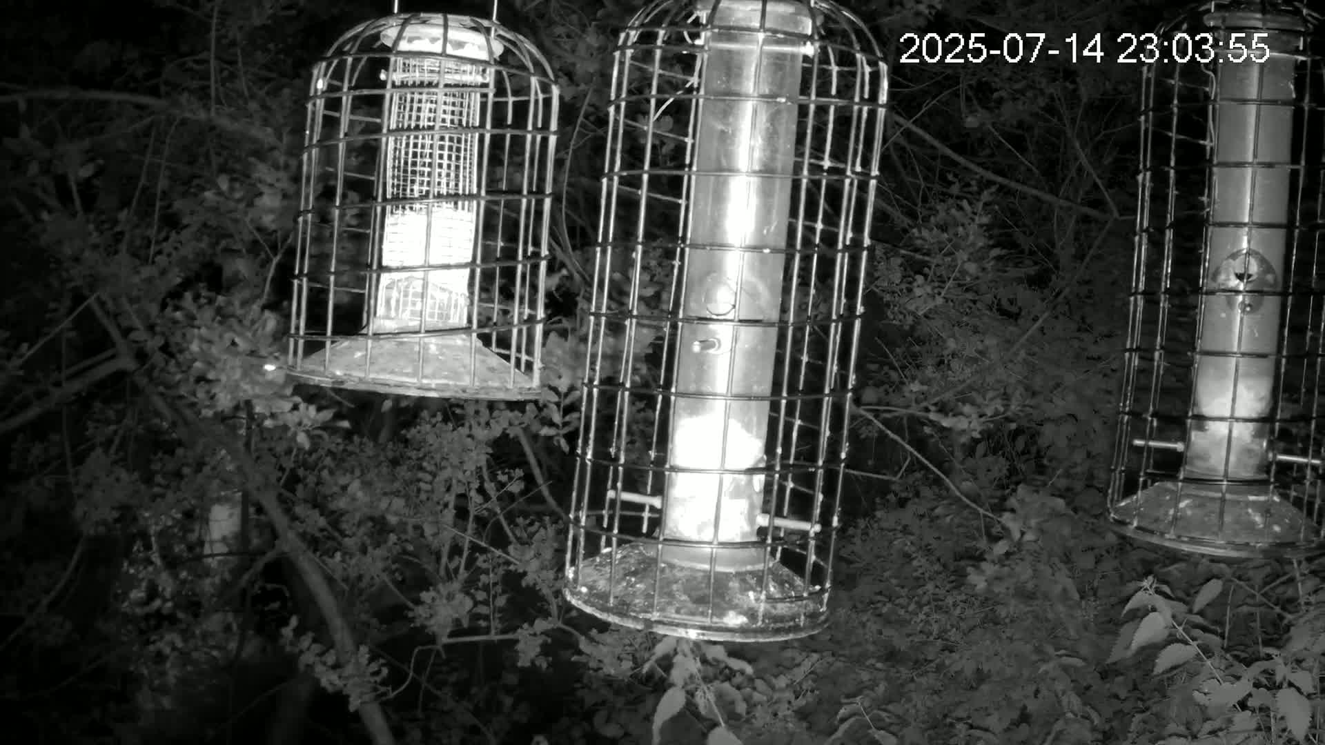 Cornwall, Bird Watching Bird Feeder Live Cam -  Helston, Cornwall, South West, England, United Kingdom