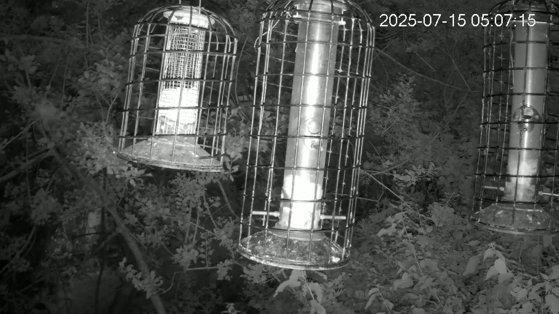 Cornwall, Bird Watching Bird Feeder Live Cam -  Helston, Cornwall, South West, England, United Kingdom