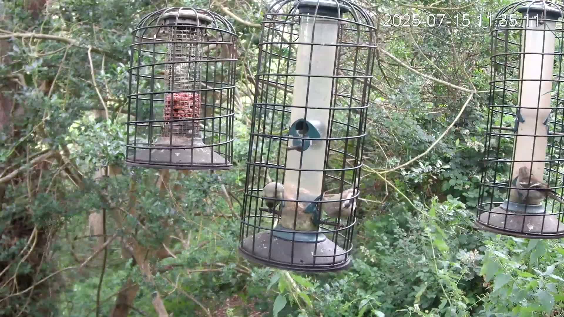 Cornwall, Bird Watching Bird Feeder Live Cam -  Helston, Cornwall, South West, England, United Kingdom
