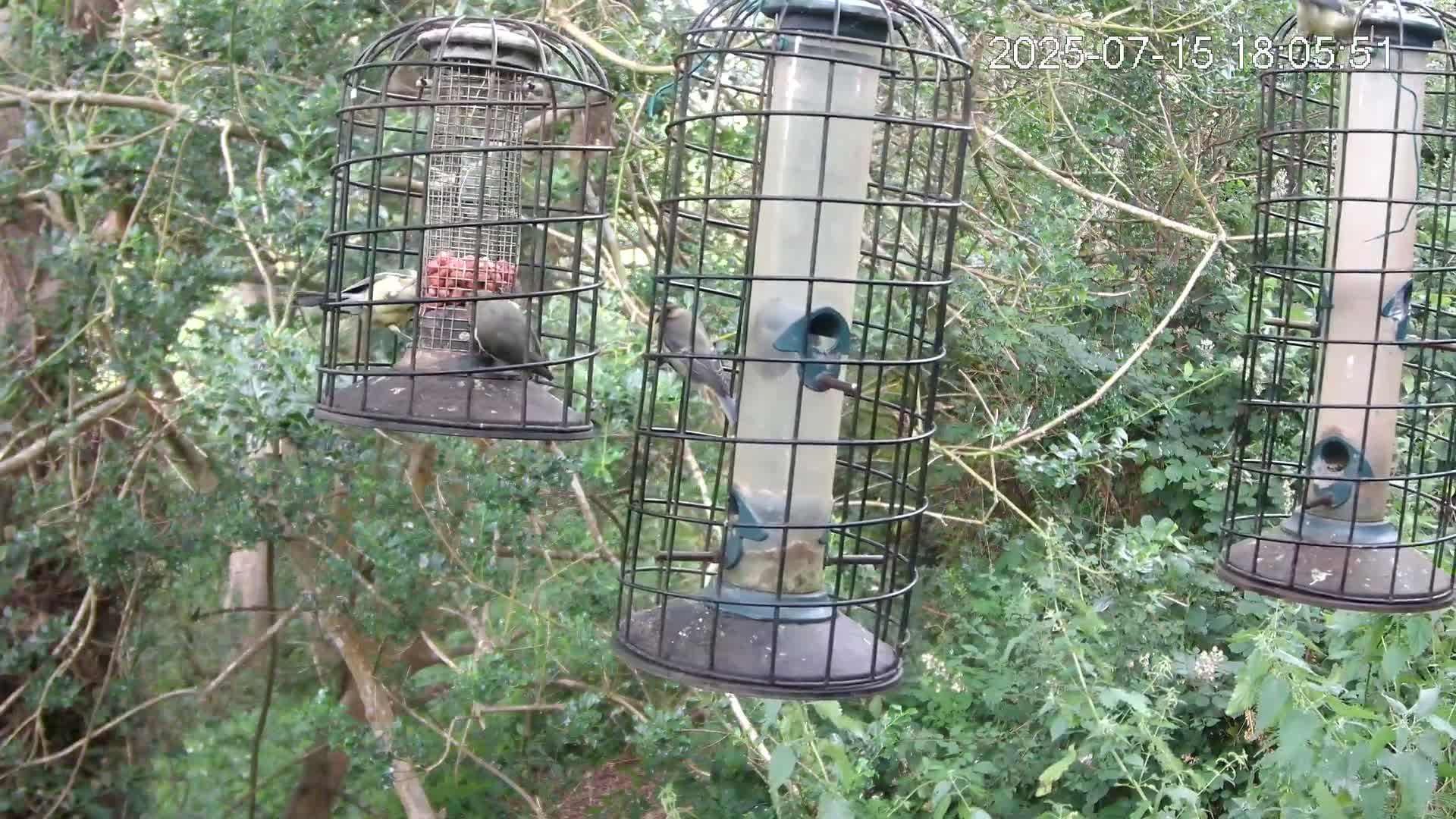 Cornwall, Bird Watching Bird Feeder Live Cam -  Helston, Cornwall, South West, England, United Kingdom