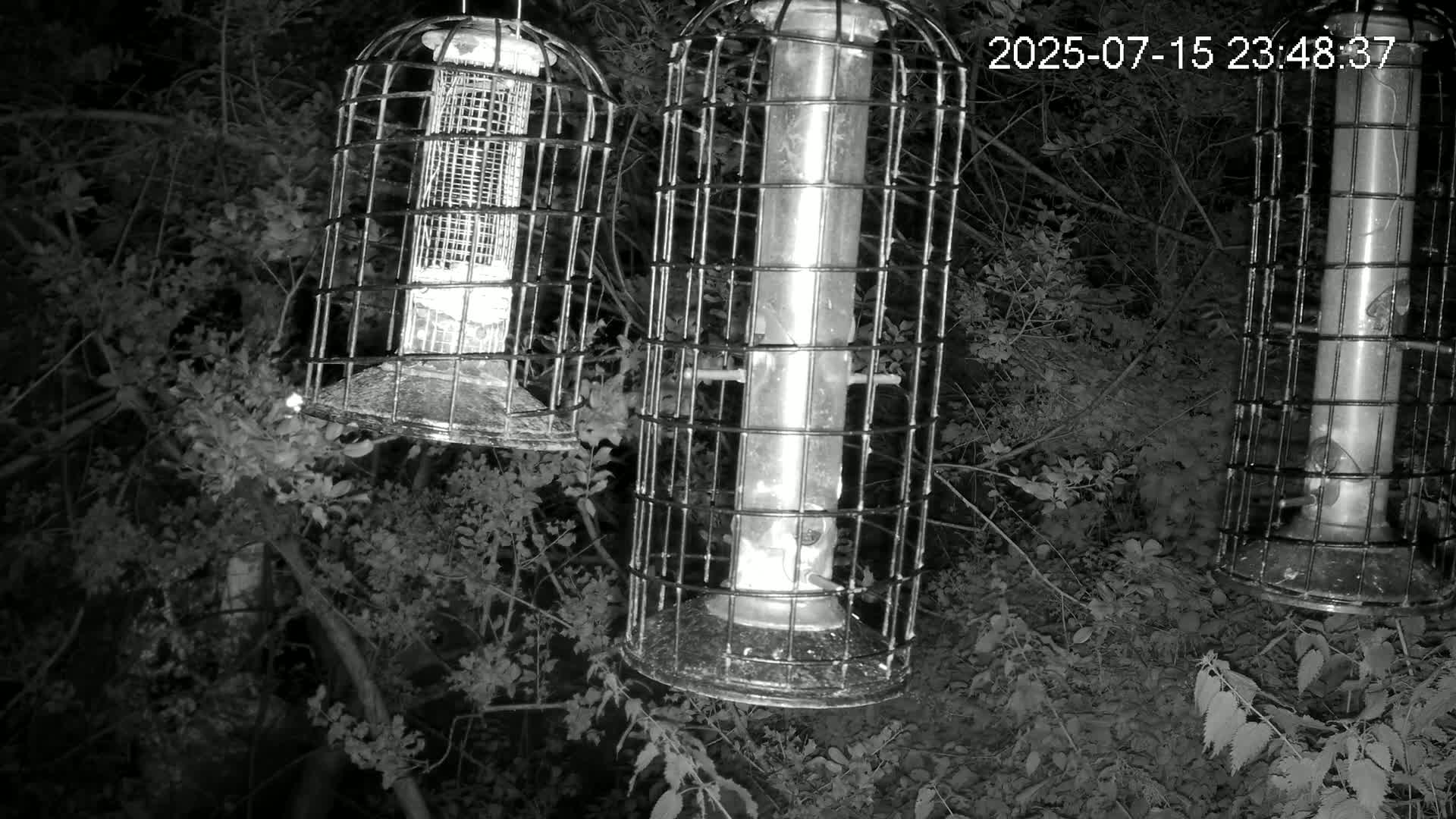 Cornwall, Bird Watching Bird Feeder Live Cam -  Helston, Cornwall, South West, England, United Kingdom
