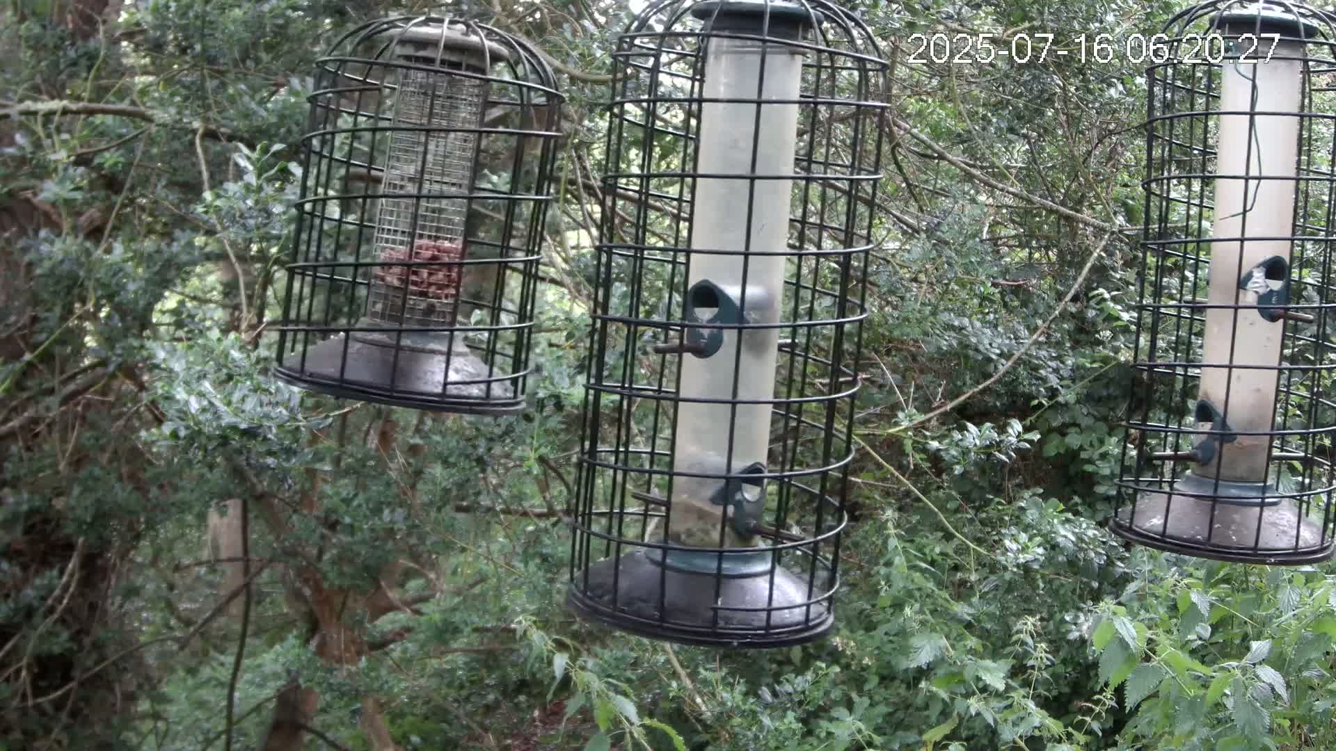 Cornwall, Bird Watching Bird Feeder Live Cam -  Helston, Cornwall, South West, England, United Kingdom