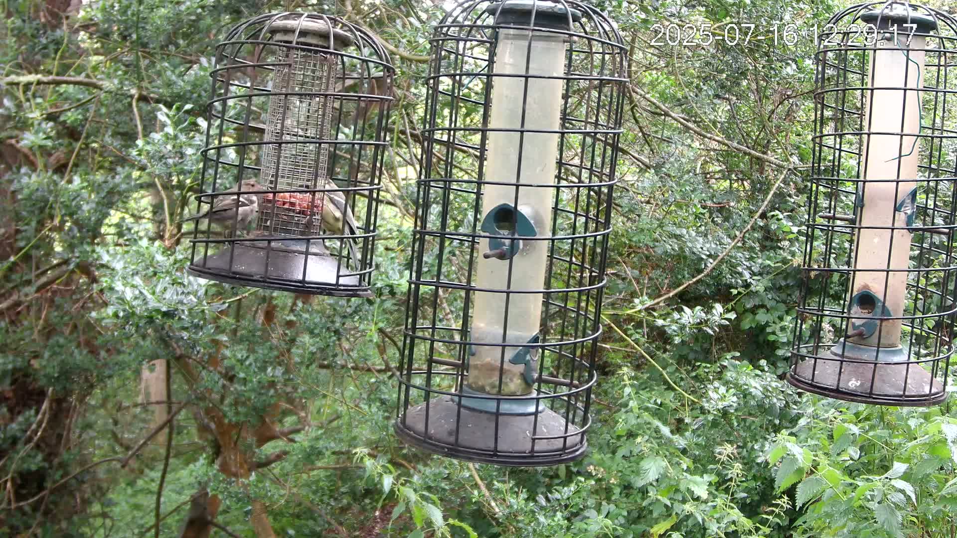 Cornwall, Bird Watching Bird Feeder Live Cam -  Helston, Cornwall, South West, England, United Kingdom