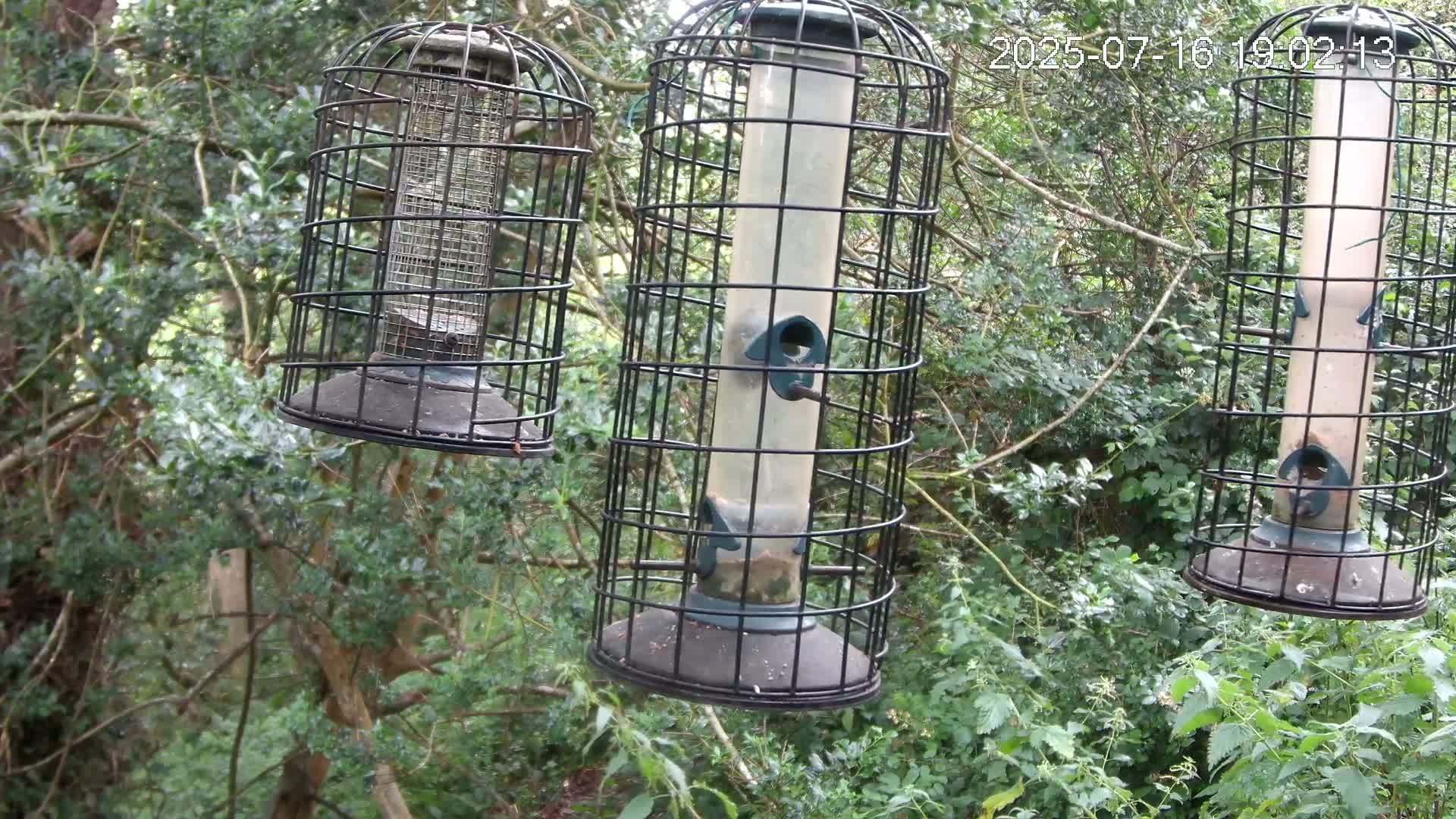 Cornwall, Bird Watching Bird Feeder Live Cam -  Helston, Cornwall, South West, England, United Kingdom