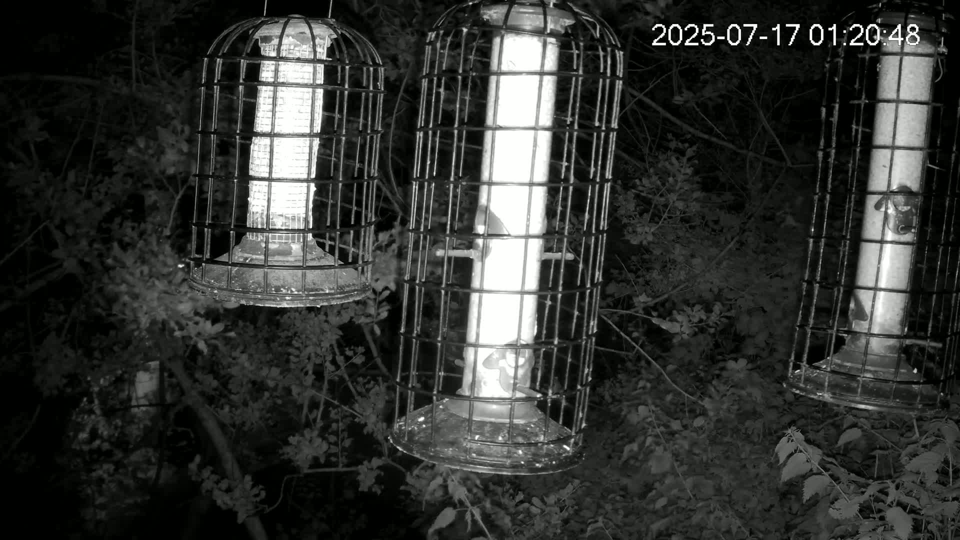 Cornwall, Bird Watching Bird Feeder Live Cam -  Helston, Cornwall, South West, England, United Kingdom