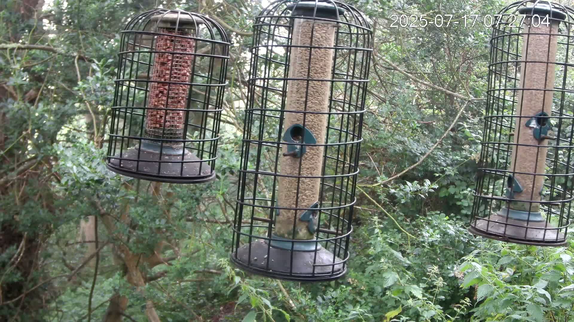 Cornwall, Bird Watching Bird Feeder Live Cam -  Helston, Cornwall, South West, England, United Kingdom