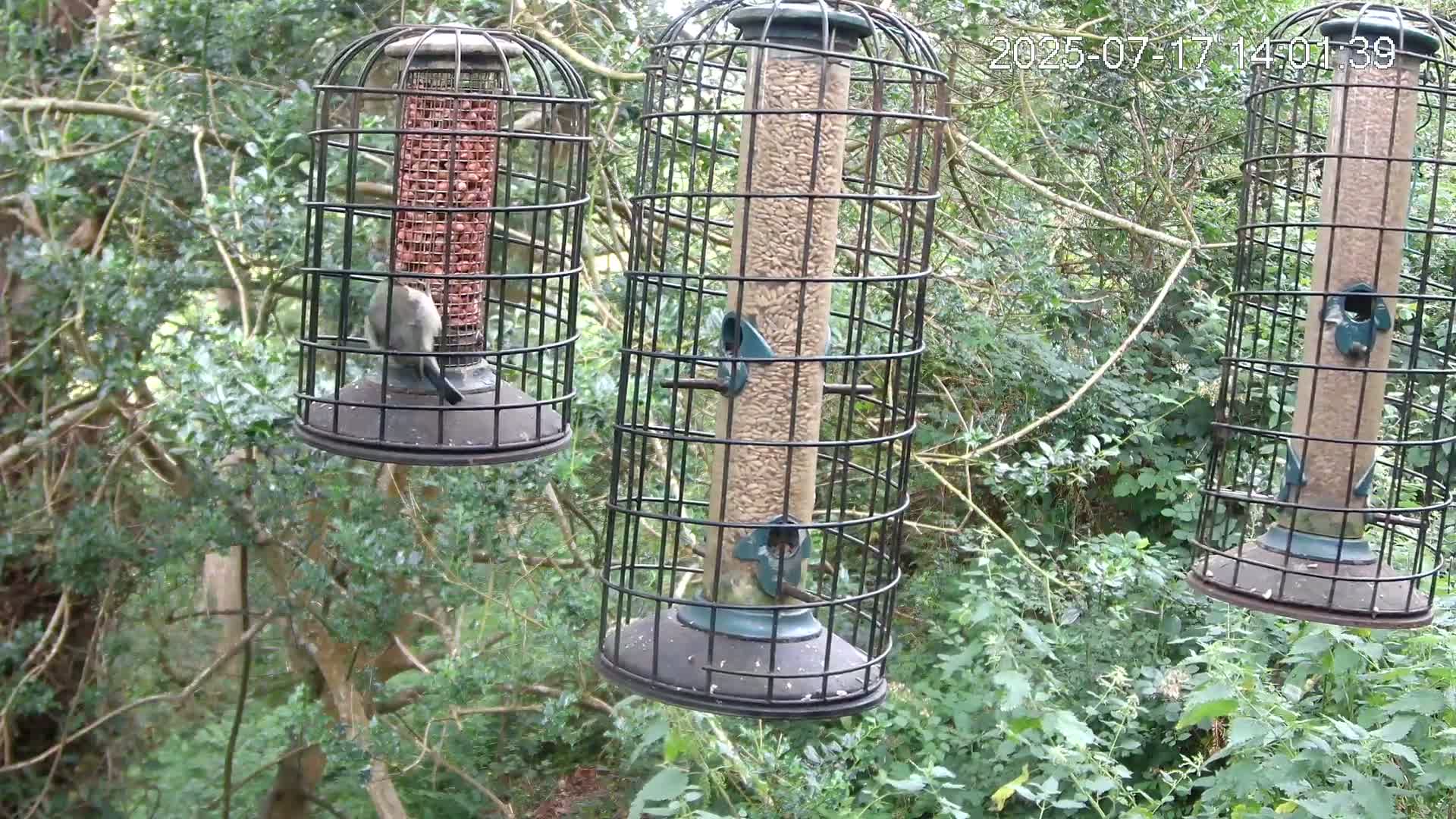 Cornwall, Bird Watching Bird Feeder Live Cam -  Helston, Cornwall, South West, England, United Kingdom