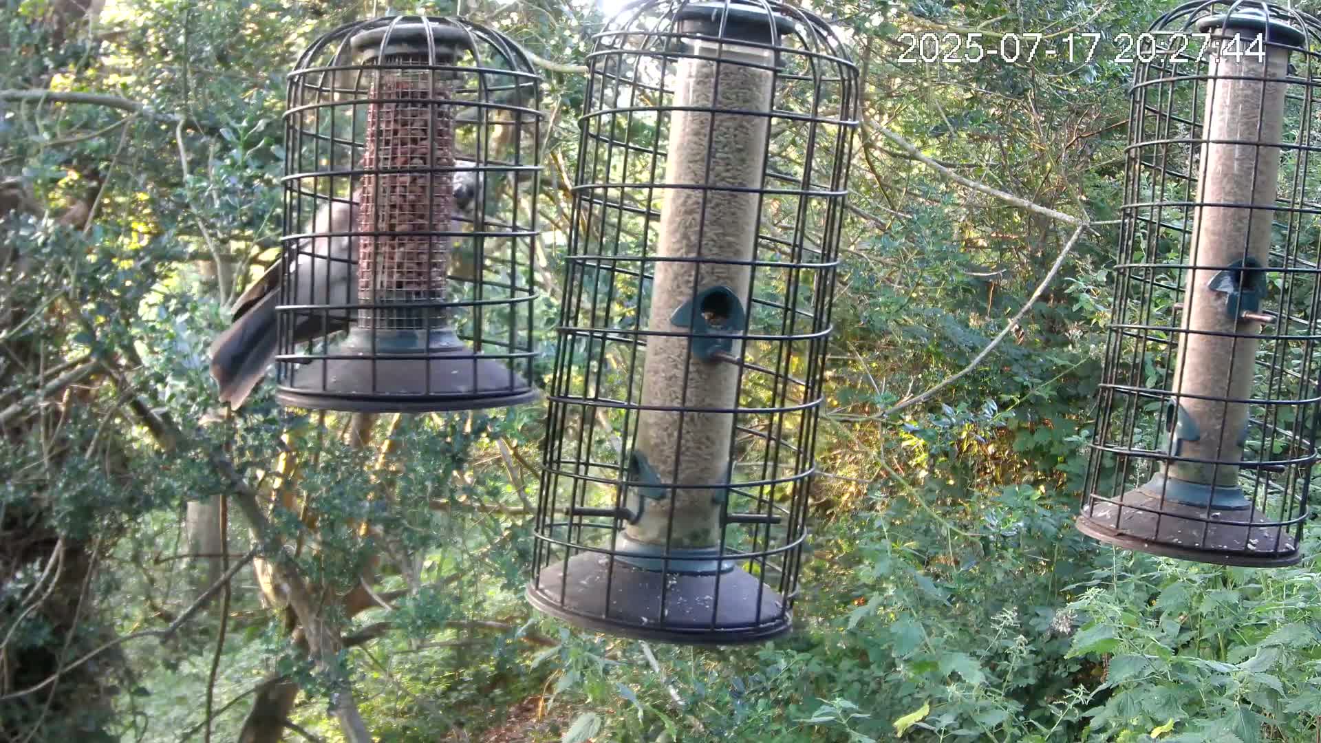 Cornwall, Bird Watching Bird Feeder Live Cam -  Helston, Cornwall, South West, England, United Kingdom
