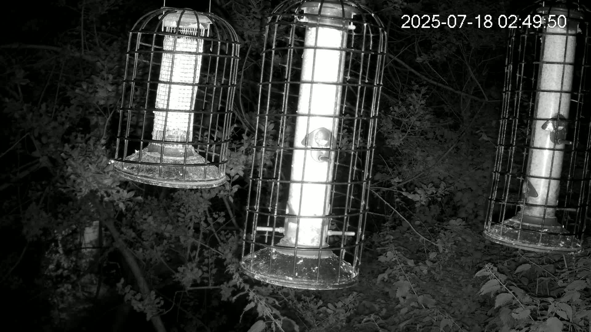 Cornwall, Bird Watching Bird Feeder Live Cam -  Helston, Cornwall, South West, England, United Kingdom