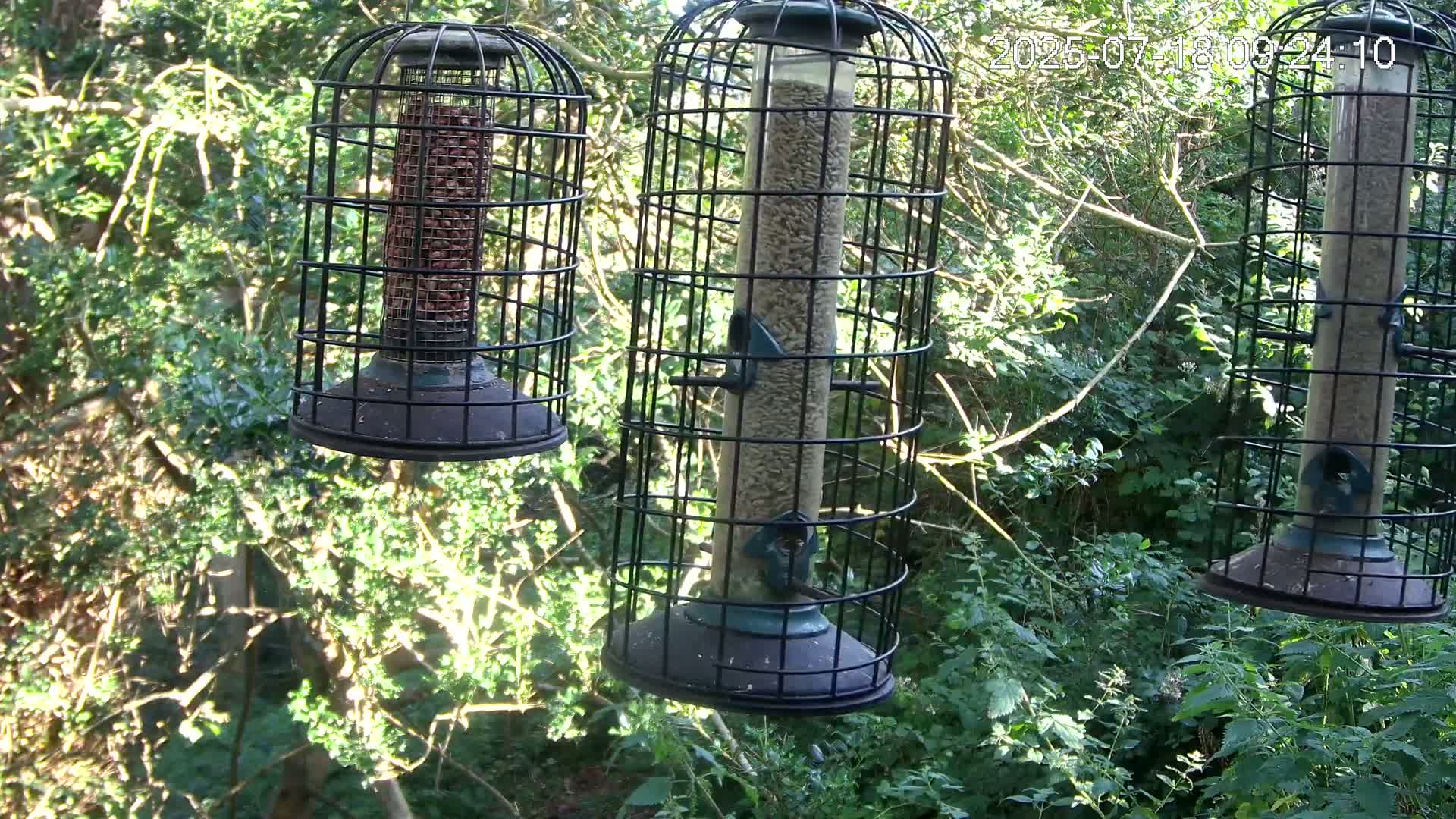 Cornwall, Bird Watching Bird Feeder Live Cam -  Helston, Cornwall, South West, England, United Kingdom