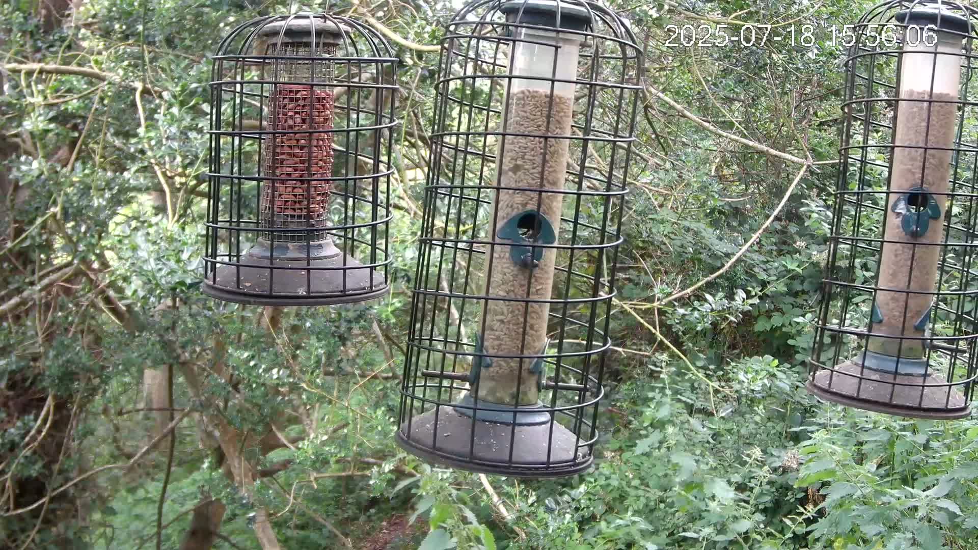 Cornwall, Bird Watching Bird Feeder Live Cam -  Helston, Cornwall, South West, England, United Kingdom
